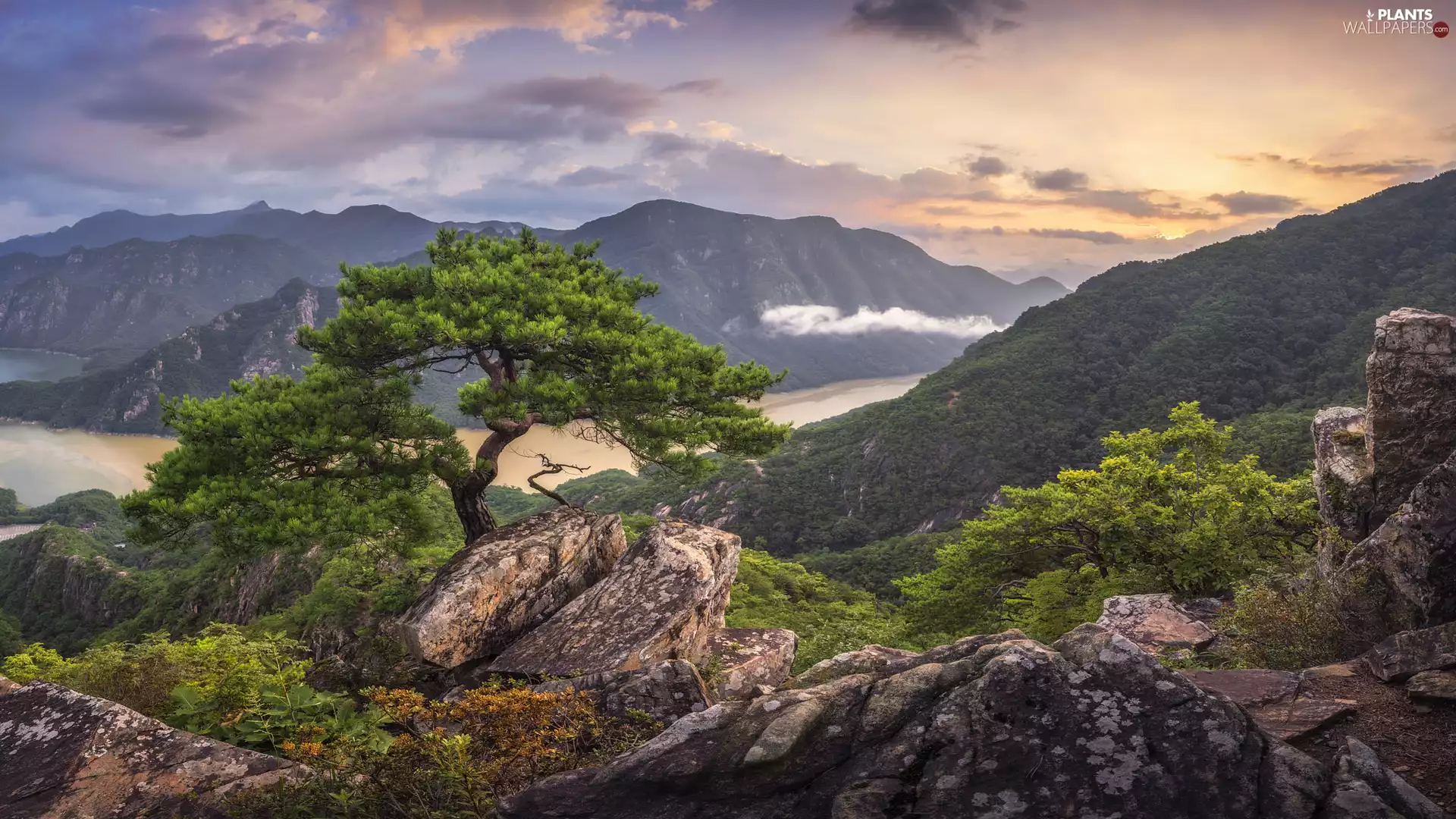 rocks, pine, Mountains, River, Sunrise