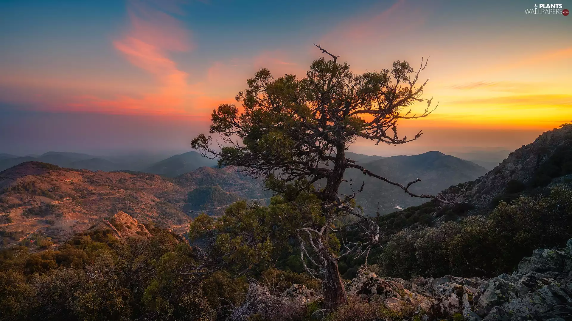 Stones, Great Sunsets, pine, VEGETATION, Mountains