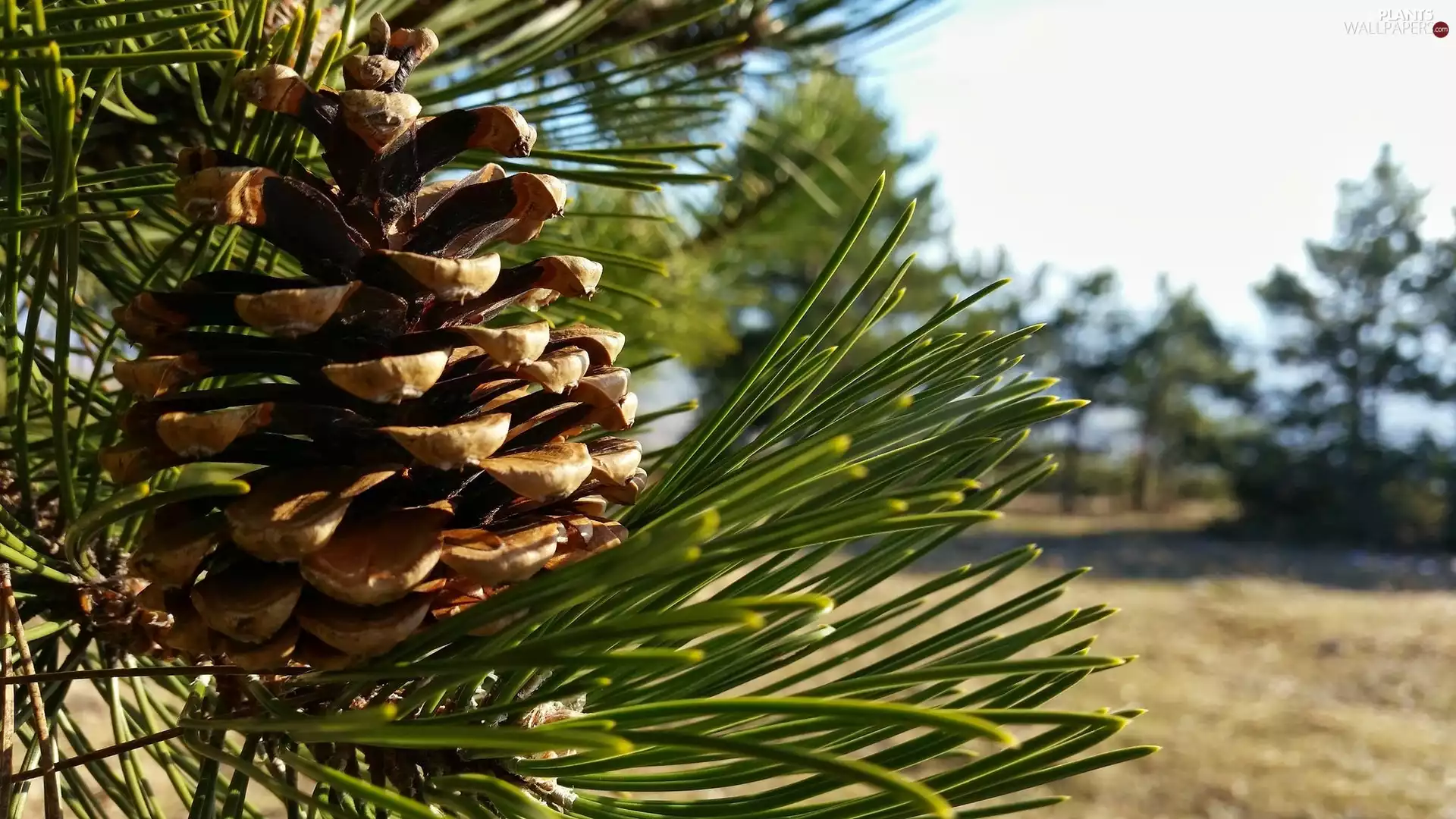 pine, cone, needle