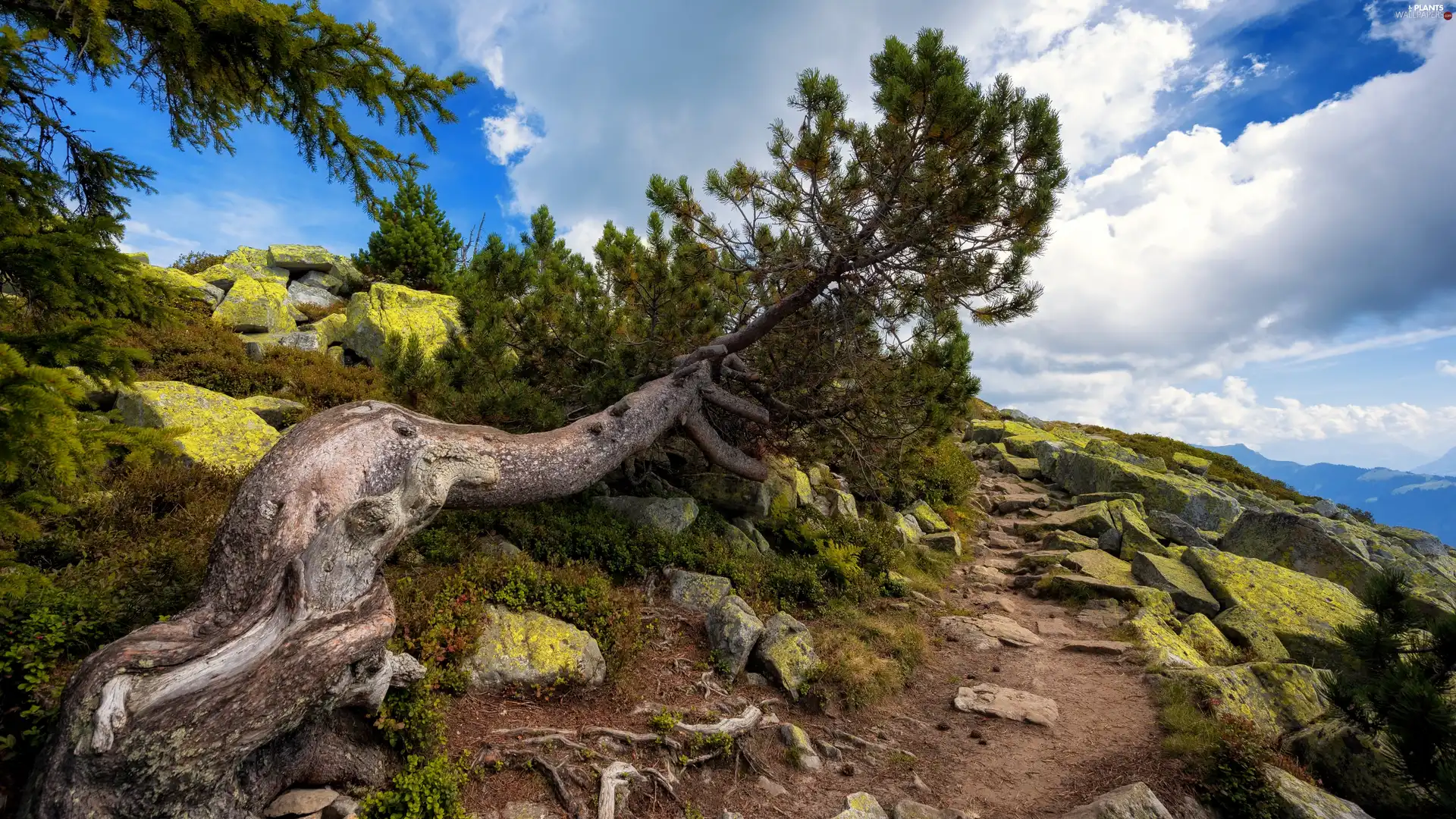 mossy, Mountains, trees, pine, Stones, Path