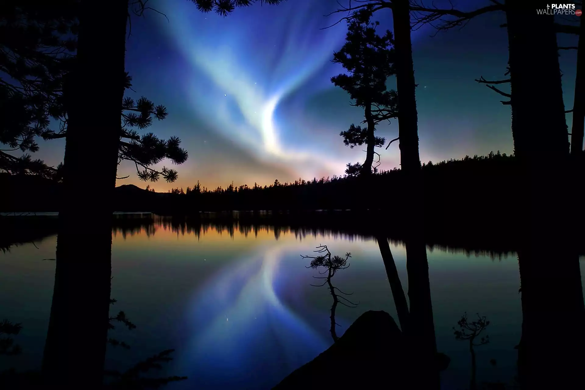 star, dawn, lake, pine, forest, Polaris