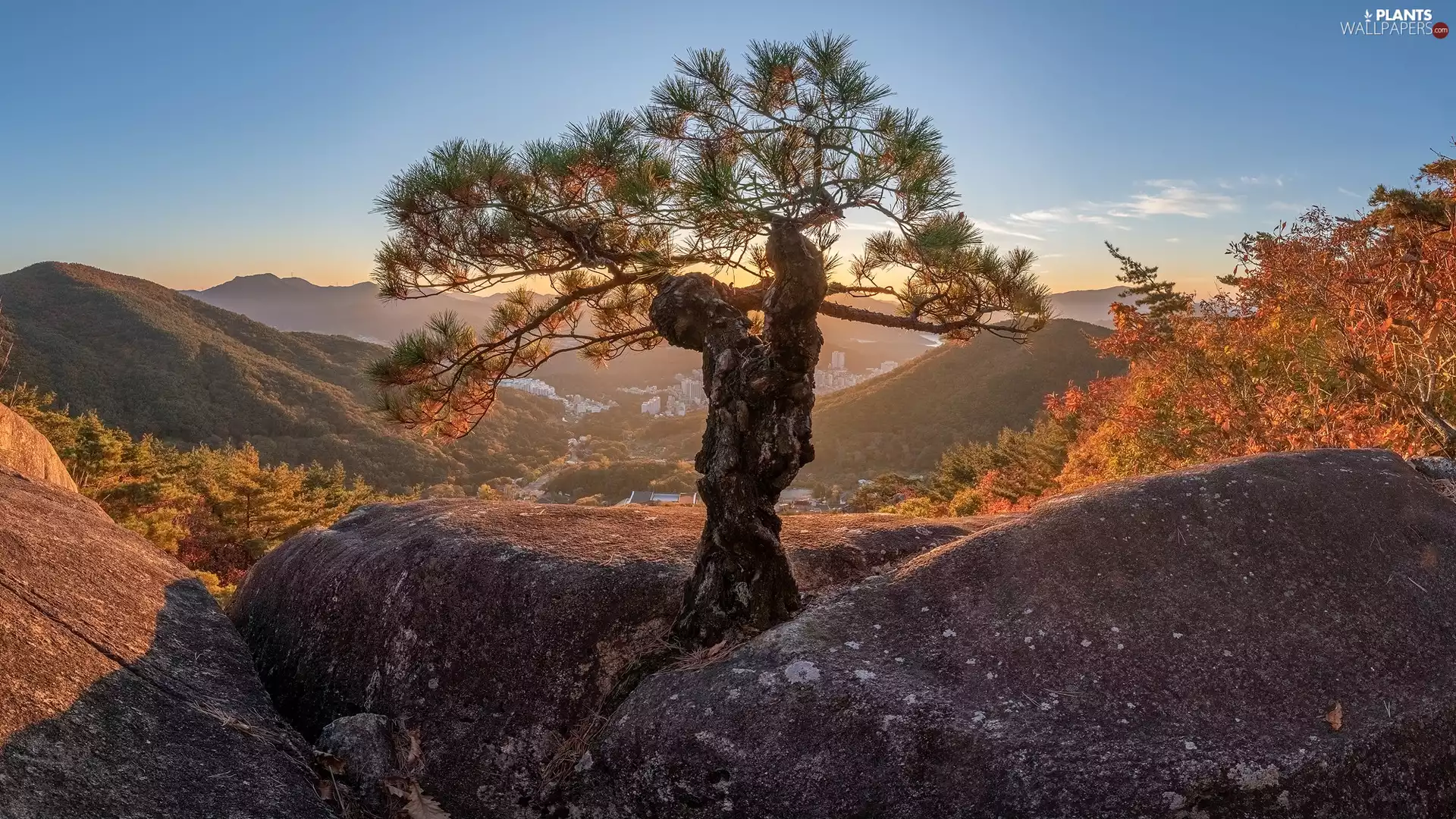 trees, pine, rocks, autumn, Mountains