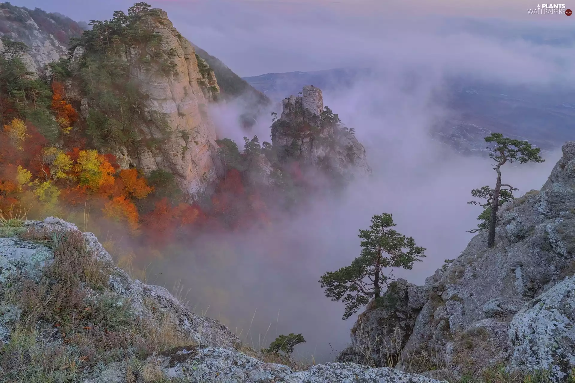 Fog, Mountains, viewes, pine, trees, rocks