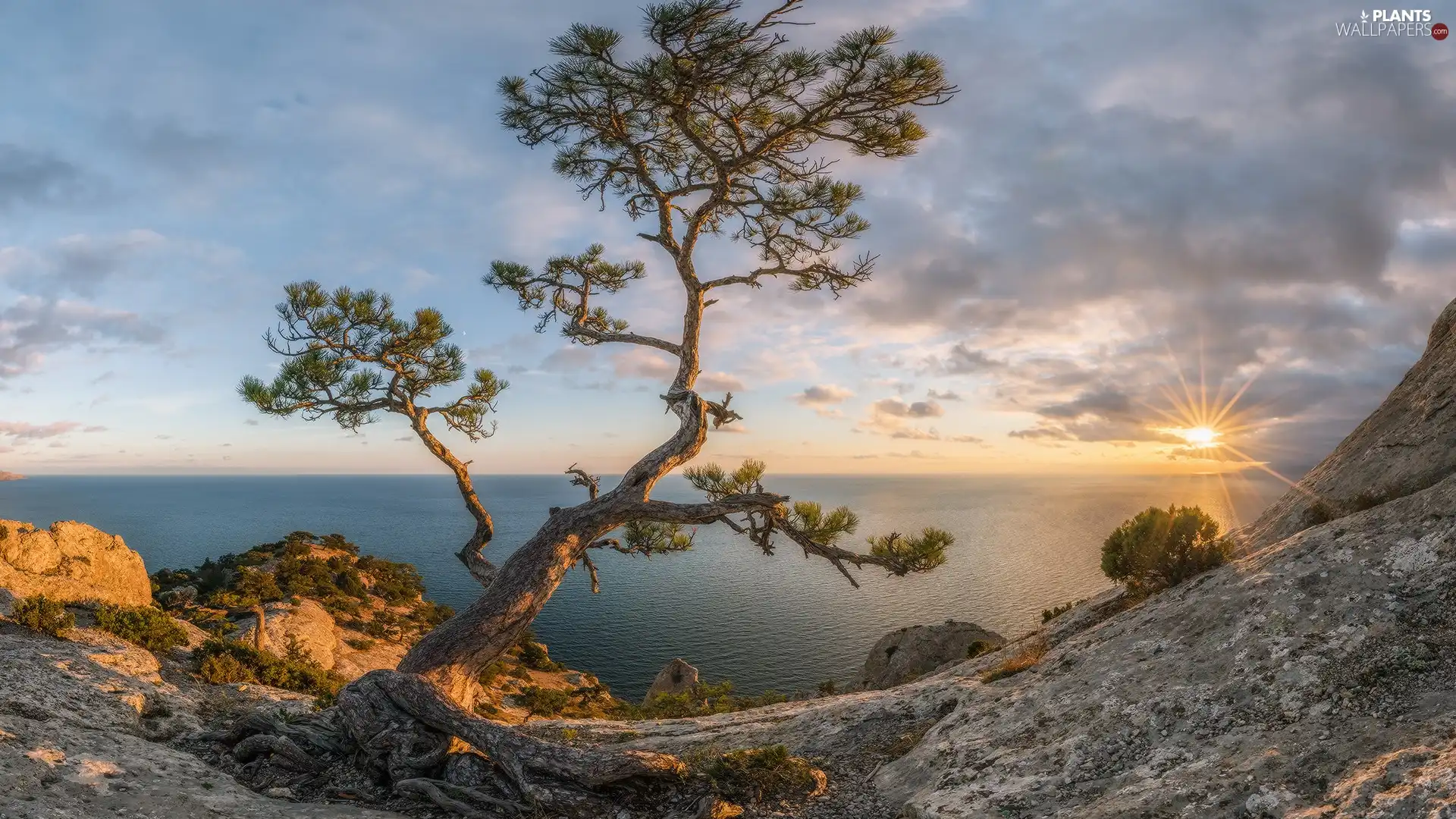 clouds, Sunrise, trees, pine, rocks, sea