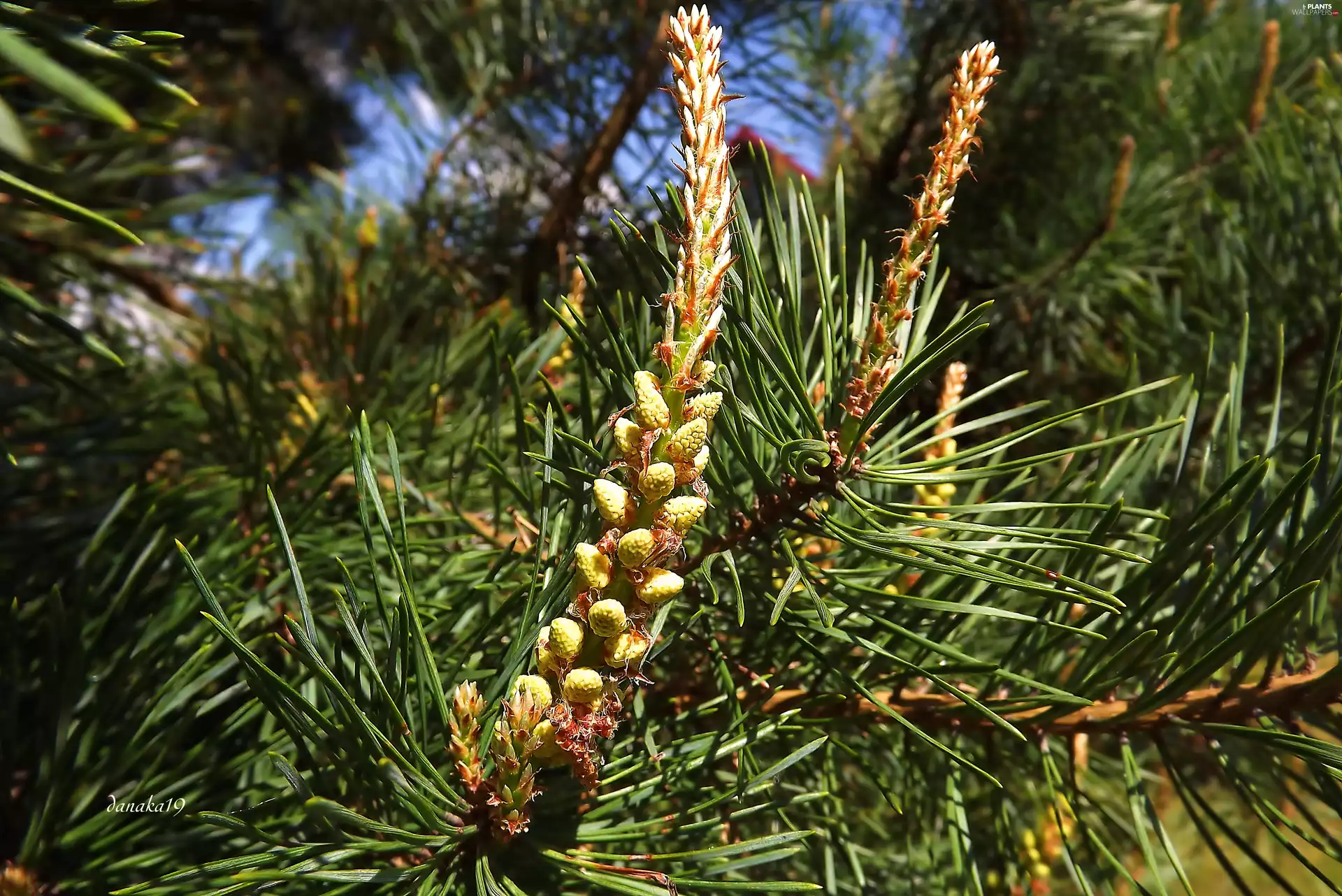 pine, young, shoots