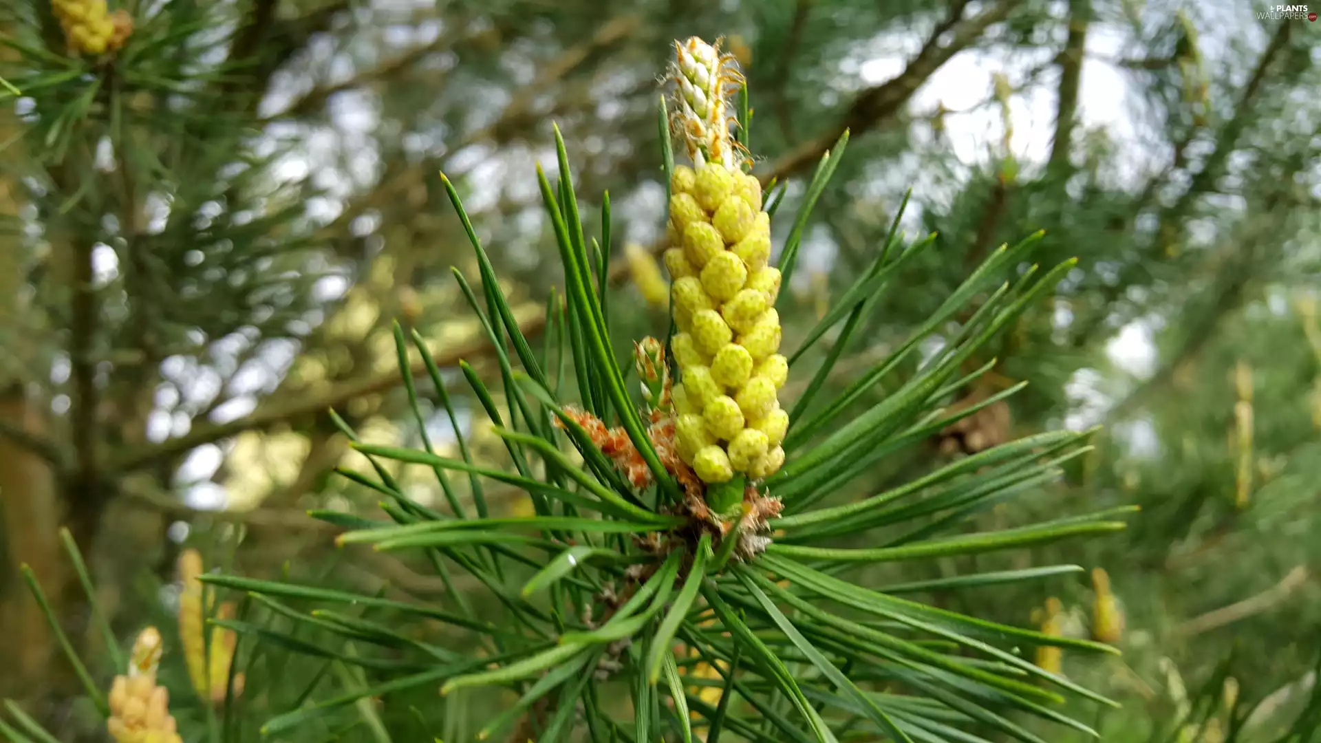 pine, young, shoots