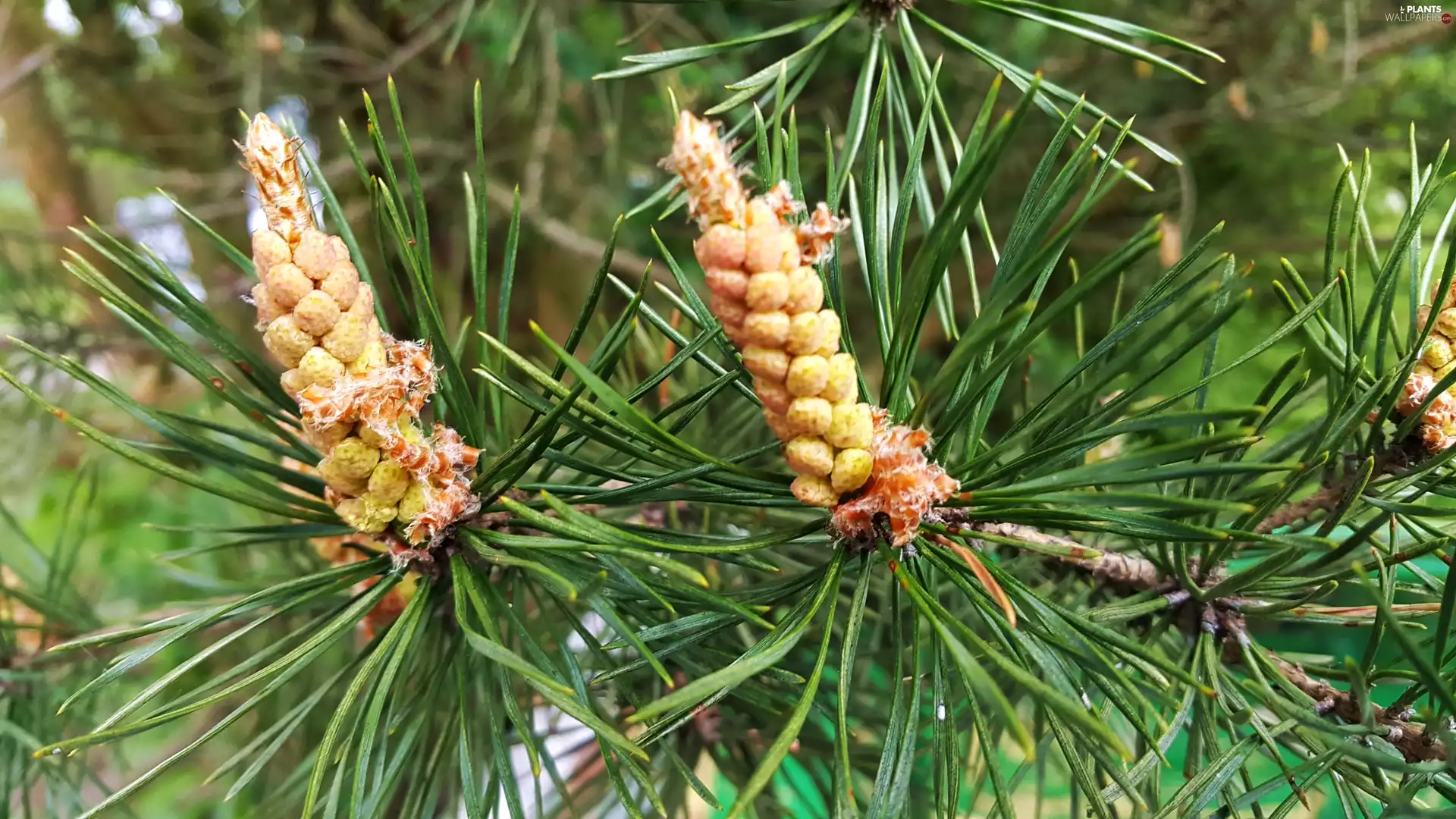 pine, young, shoots