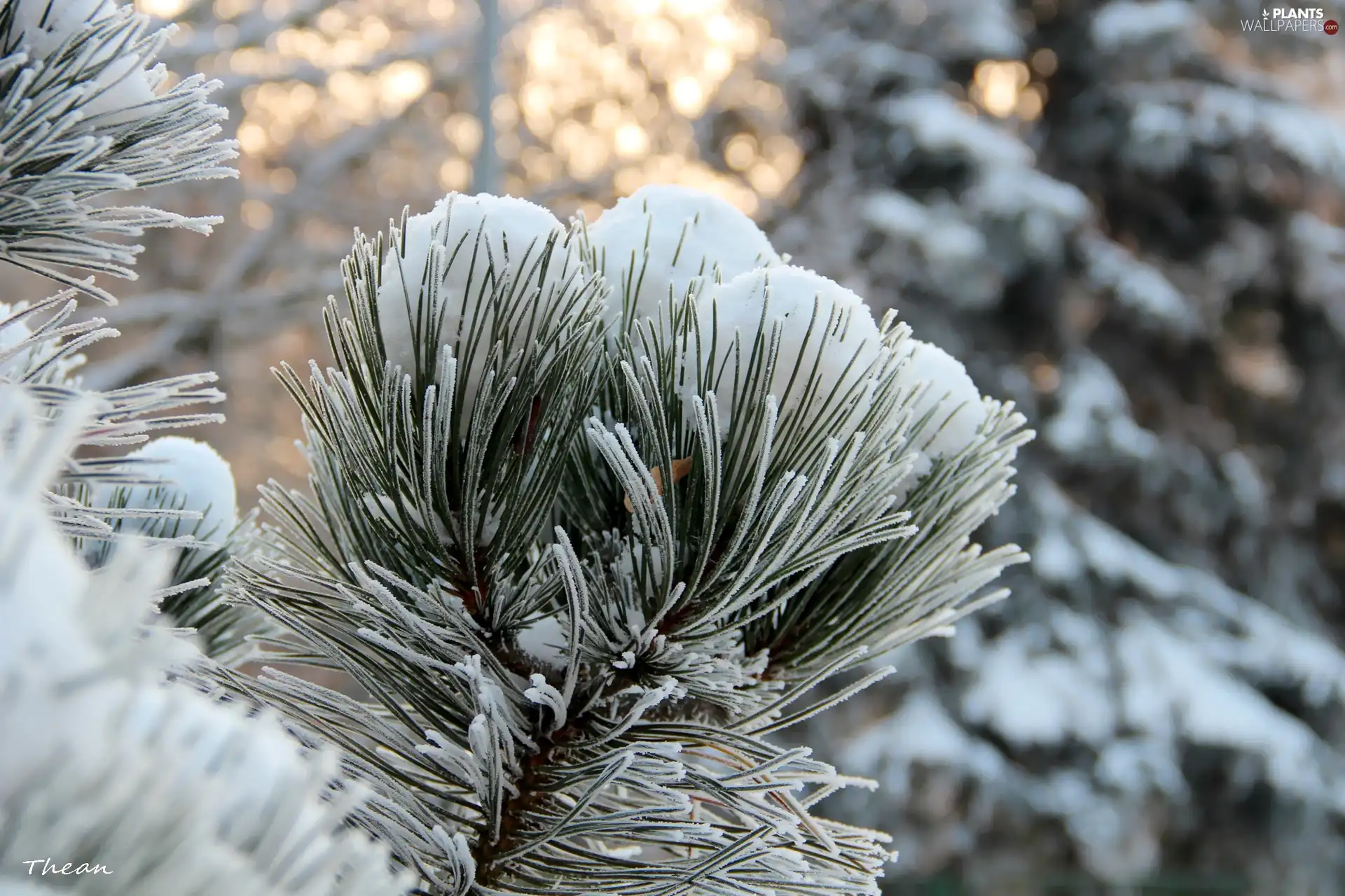 Frost, A snow-covered, pine