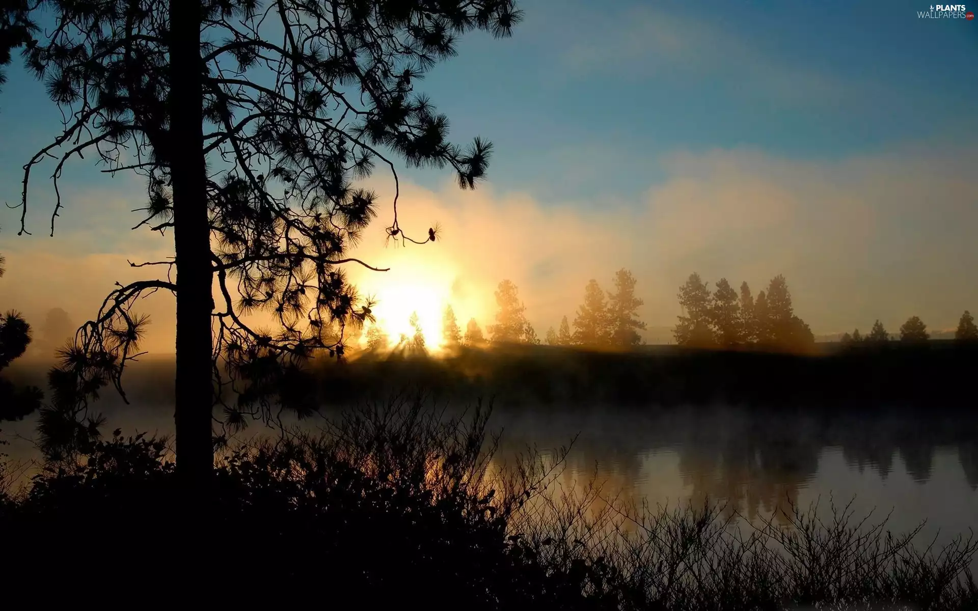 pine, River, Sunrise