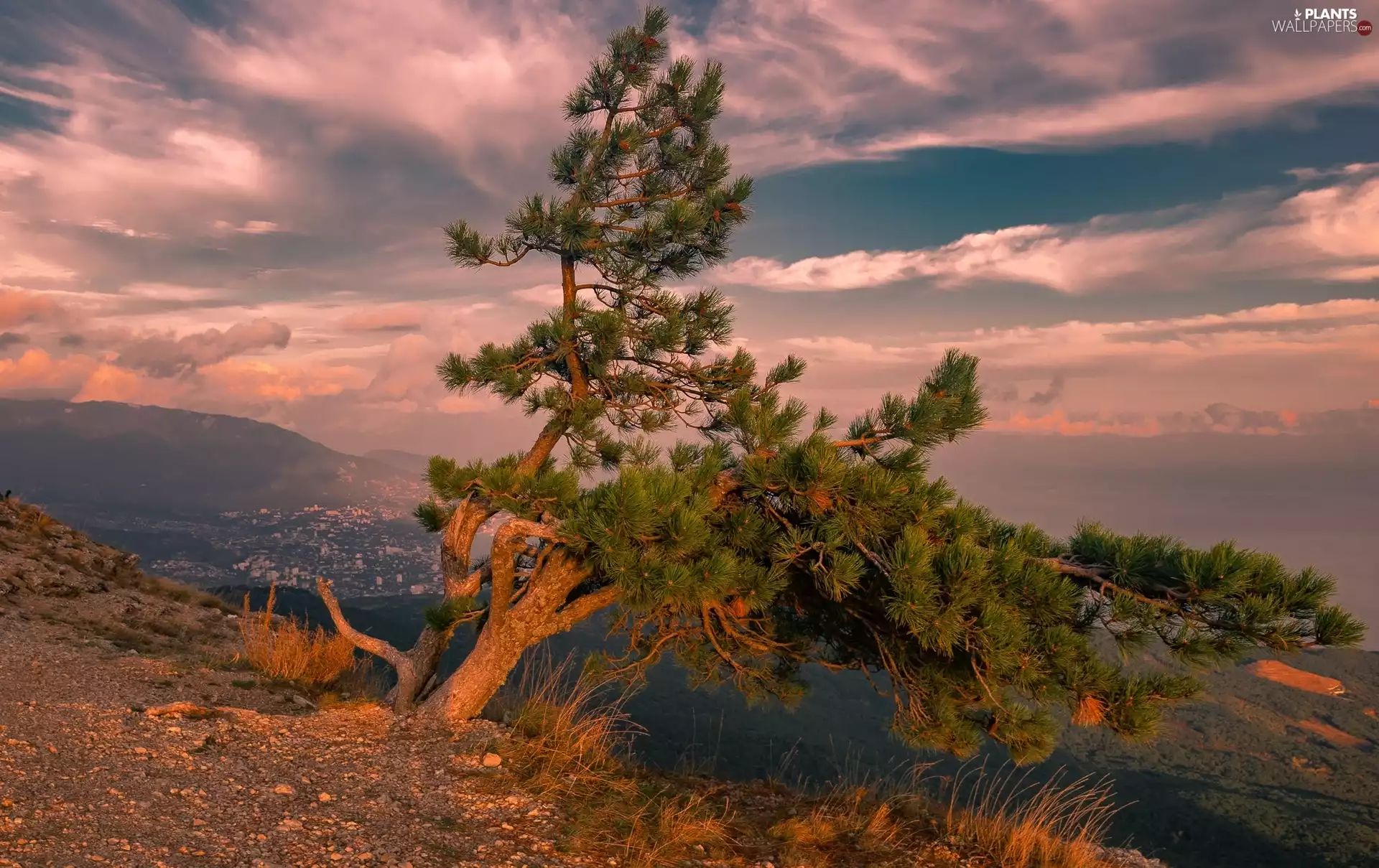 pine, Mountains, trees