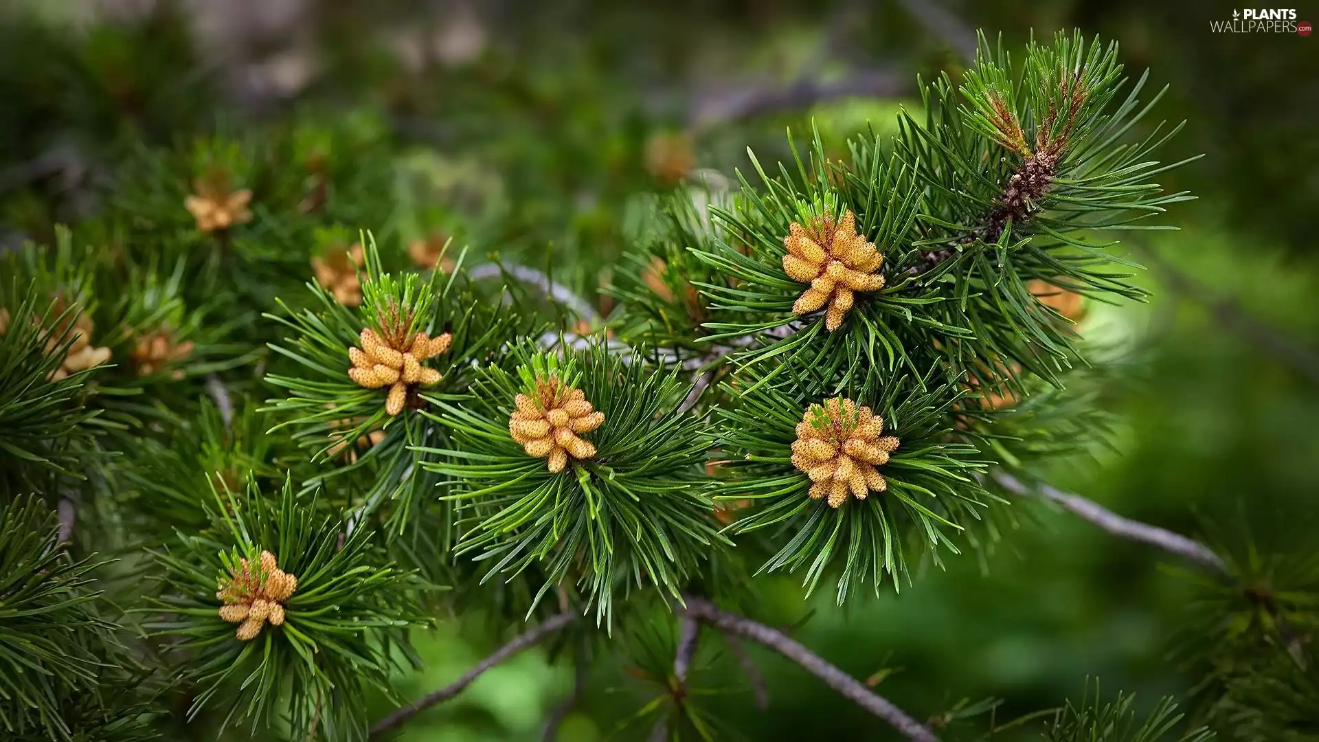 trees, cones, needle, pine