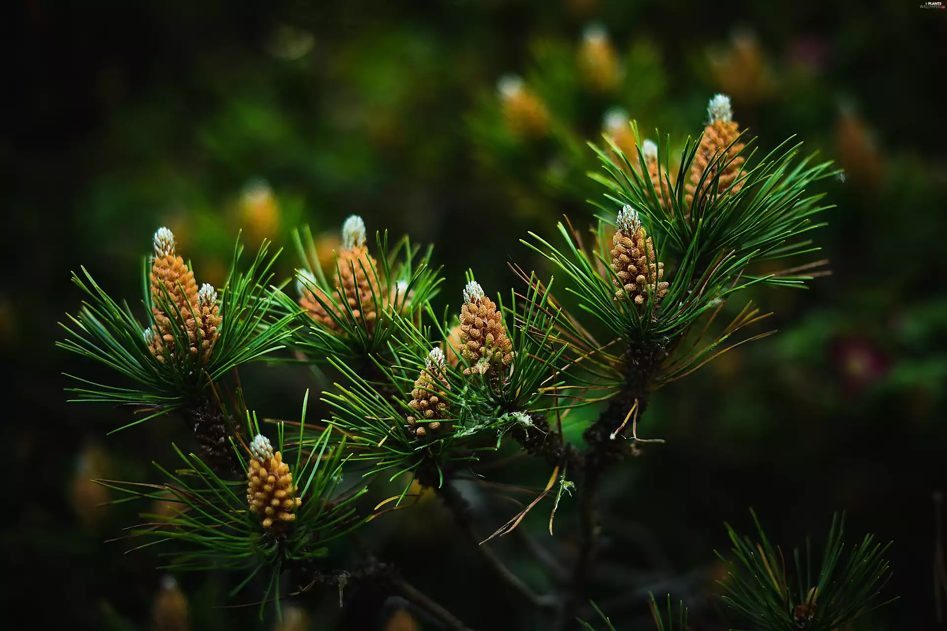 pine, Blossoming, twig