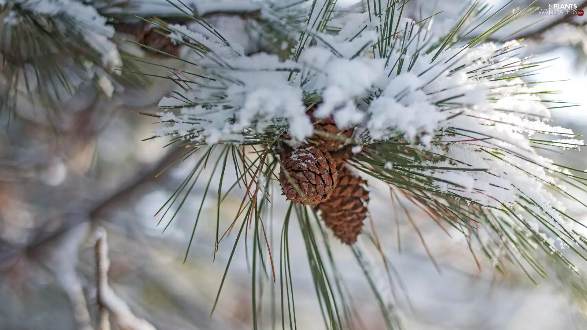 A snow-covered, pine, cones, twig