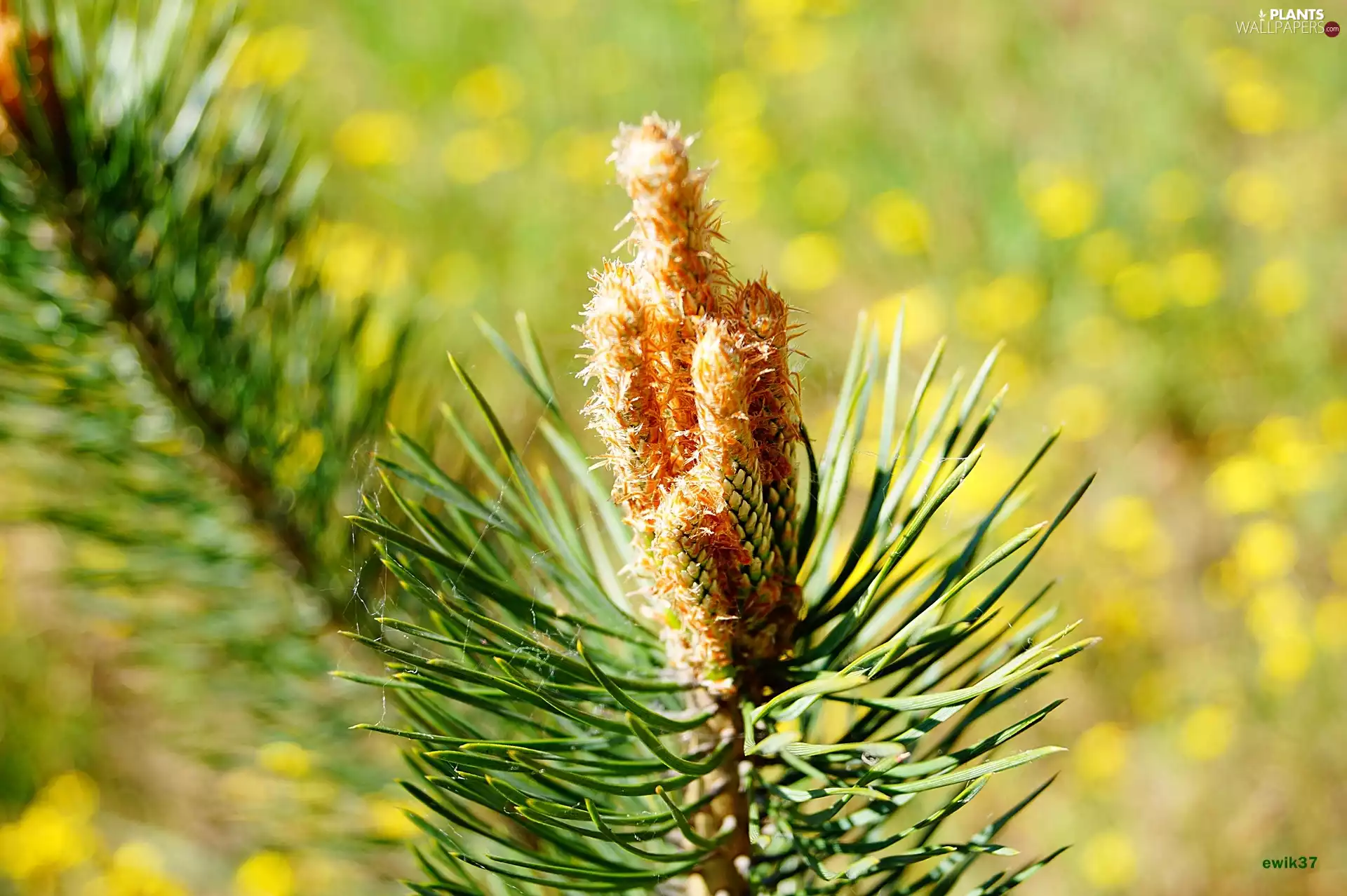 pine, twig