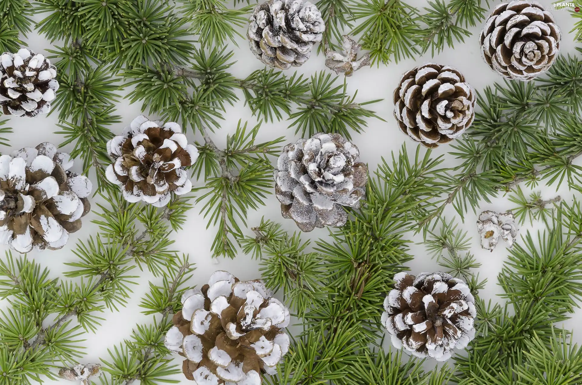 pine, cones, Twigs