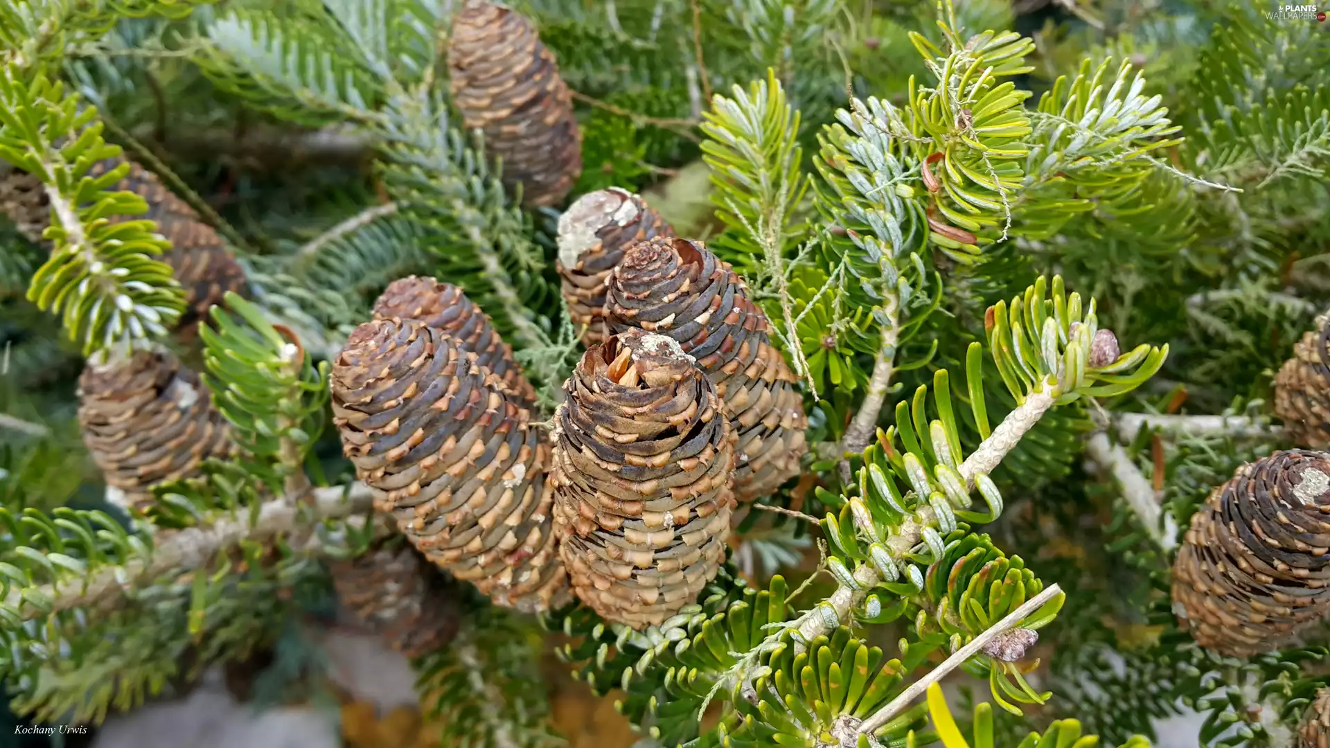 Twigs, Korean, cones, pine