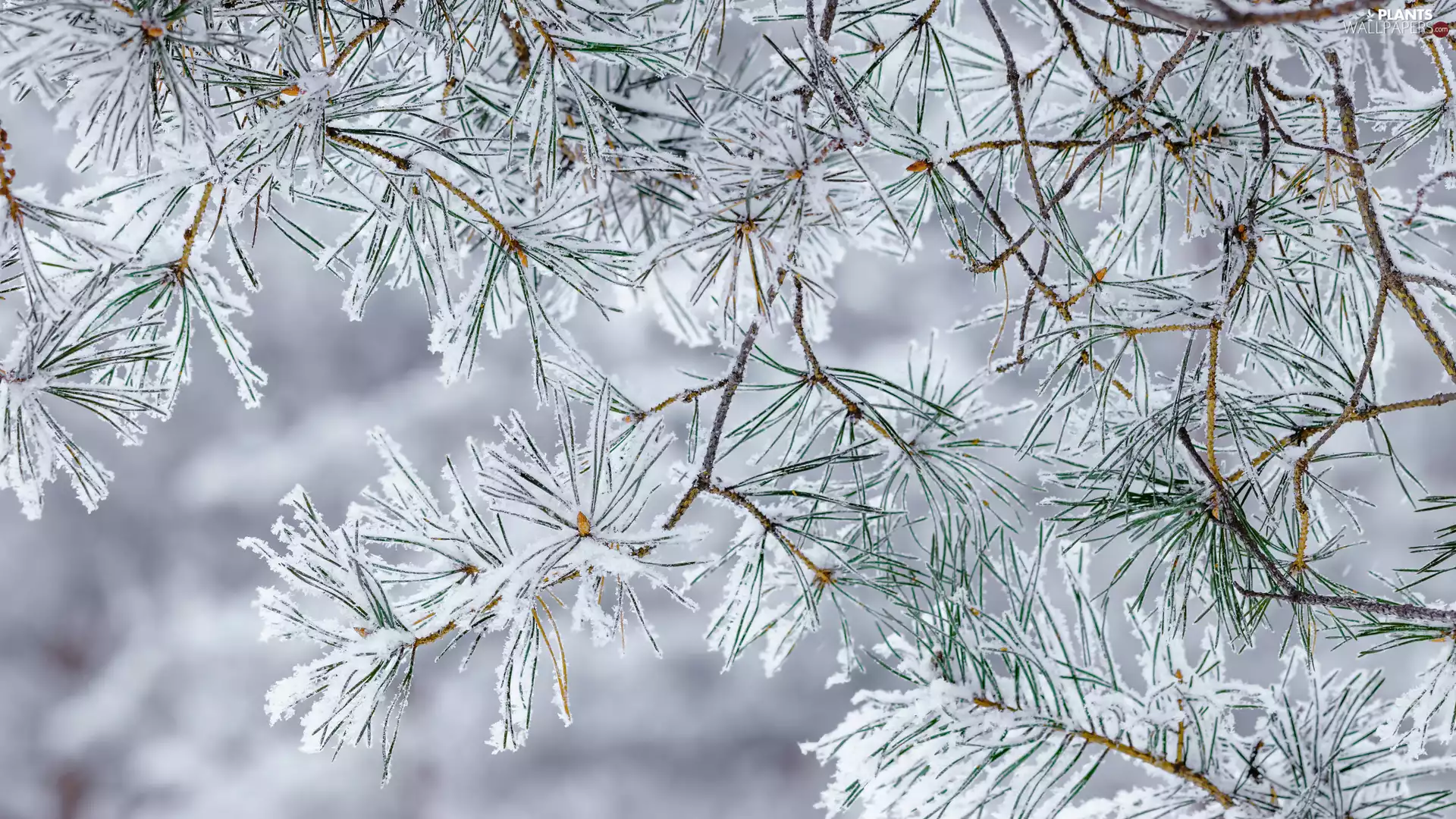 pine, Snowy, Twigs