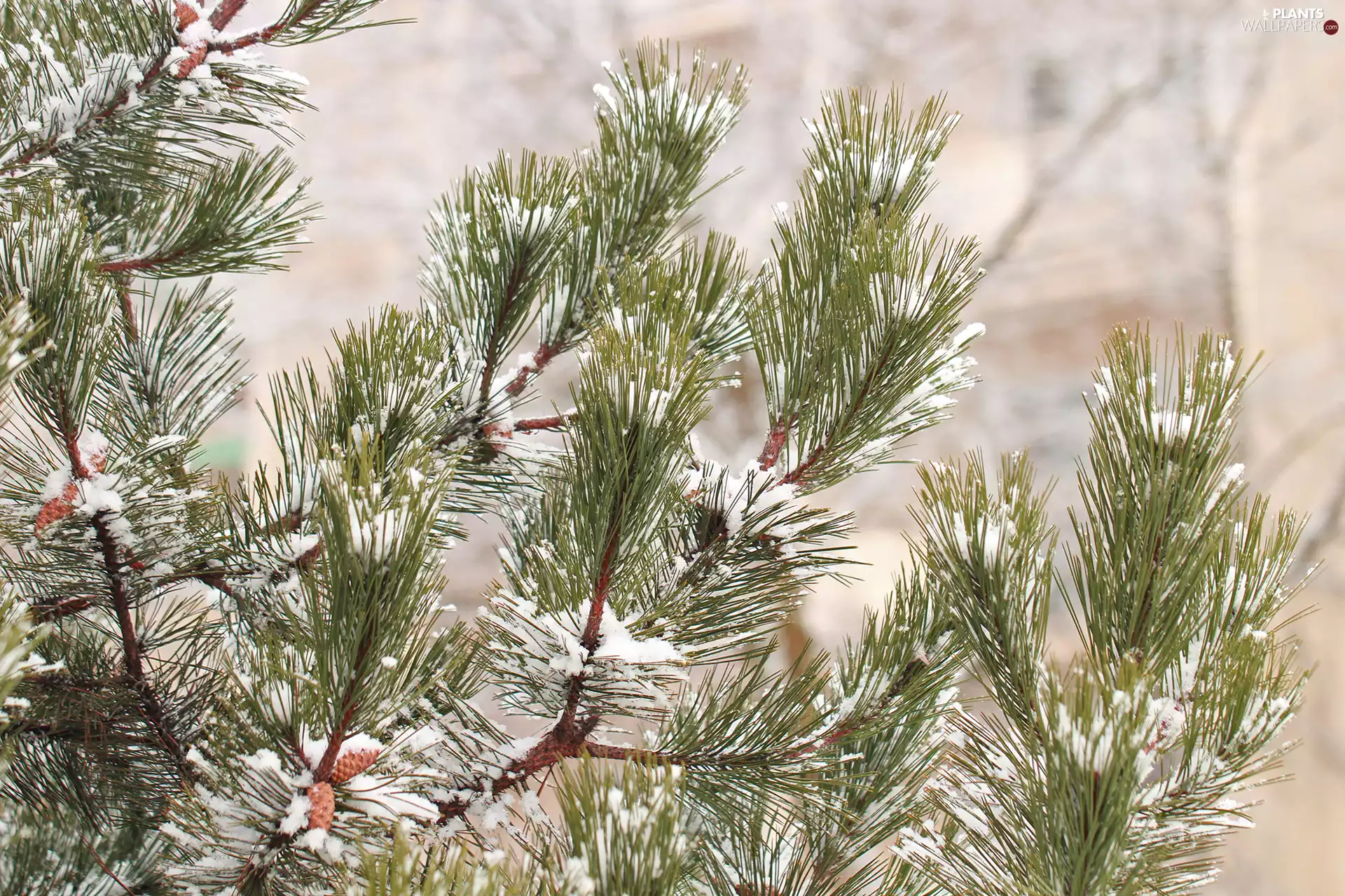 pine, Snowy, Twigs