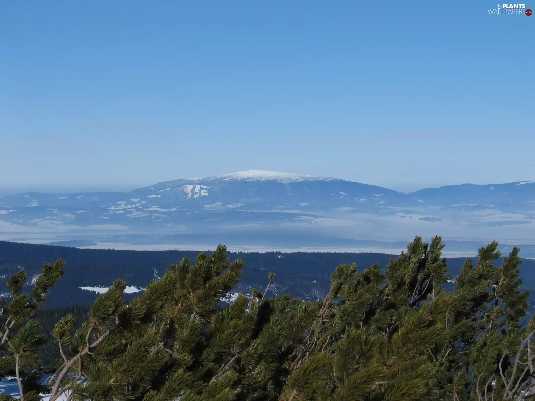 pine, Mountains, woods