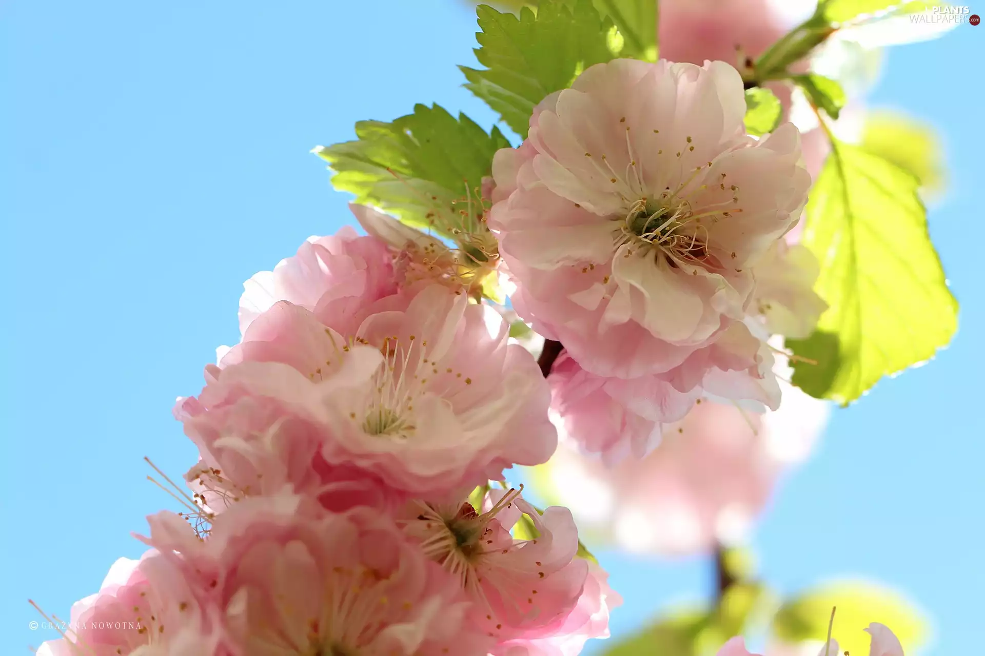 Almond, Flowers, Bush, Pink