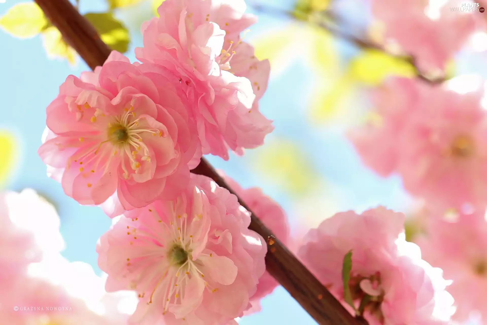 Almond, Flowers, Bush, Pink