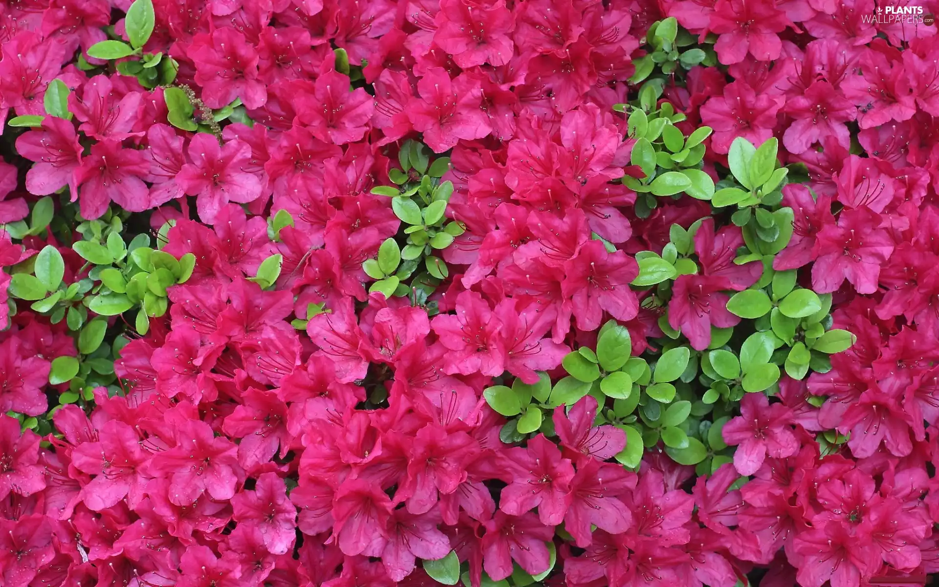 Flowers, Pink, Azaleas, change, Rhododendron
