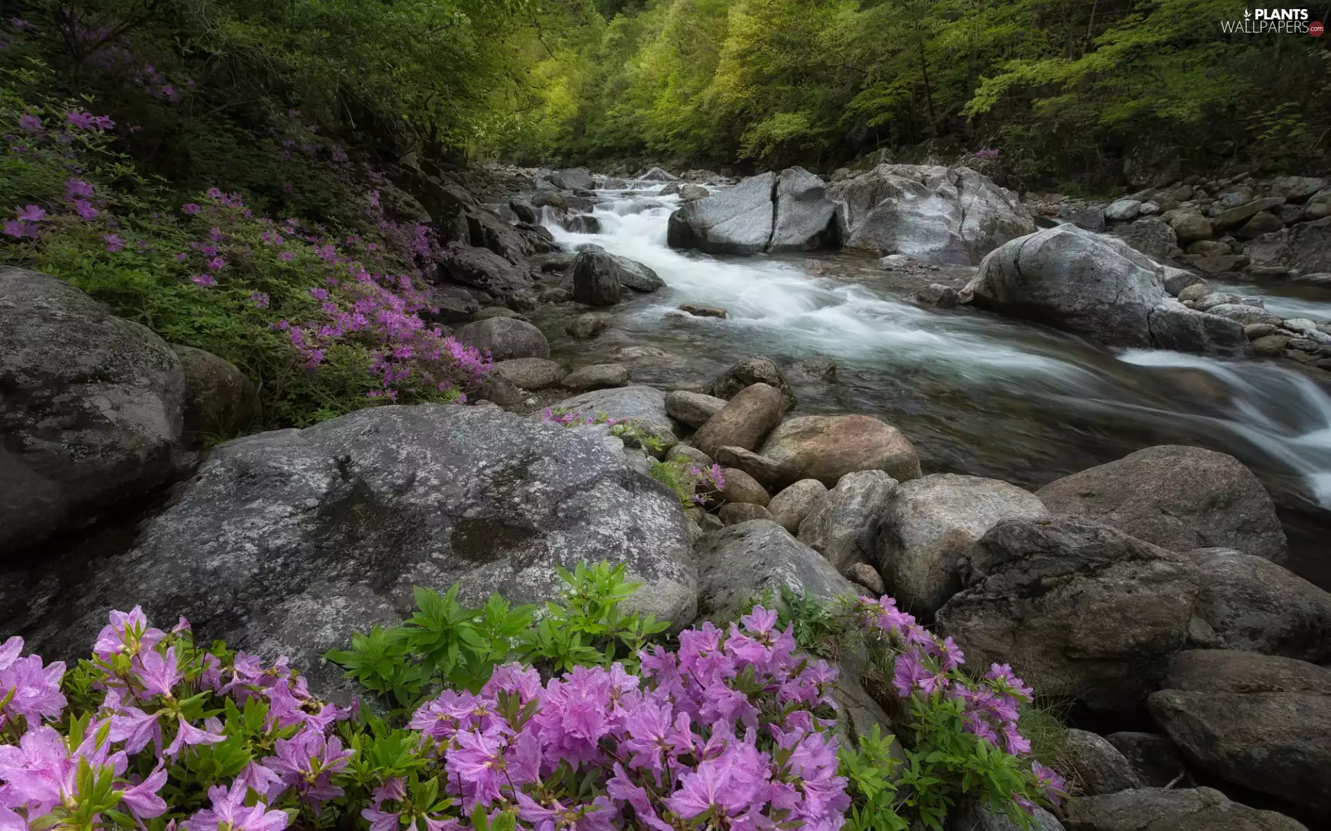 viewes, River, Azaleas, Stones, Rhododendrons, trees, forest, Pink