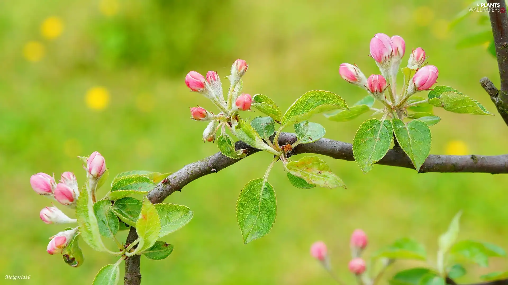 Pink, Buds, fruit, twig, trees