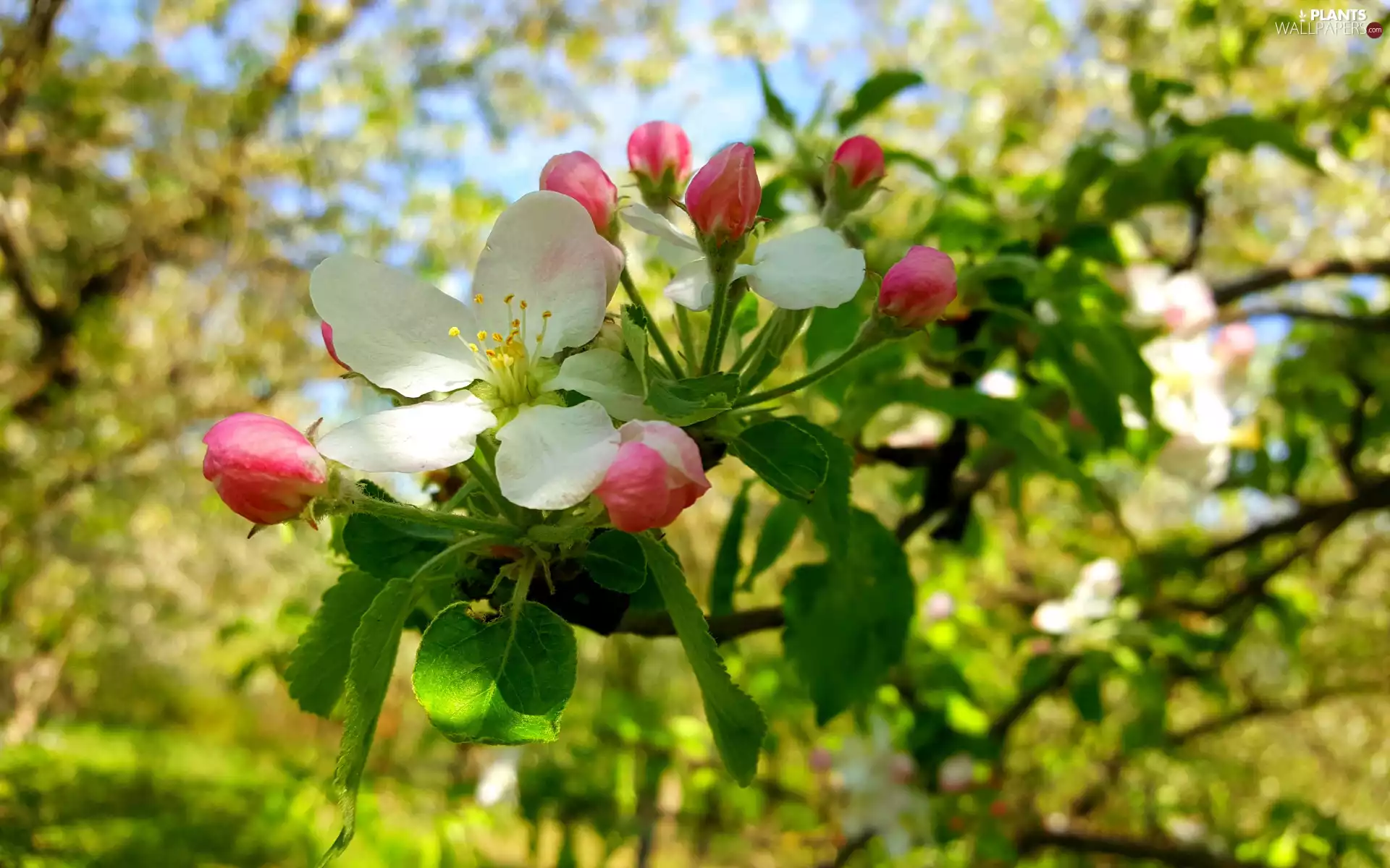Pink, White, Fruit Tree, Flowers, twig, Buds, apple-tree