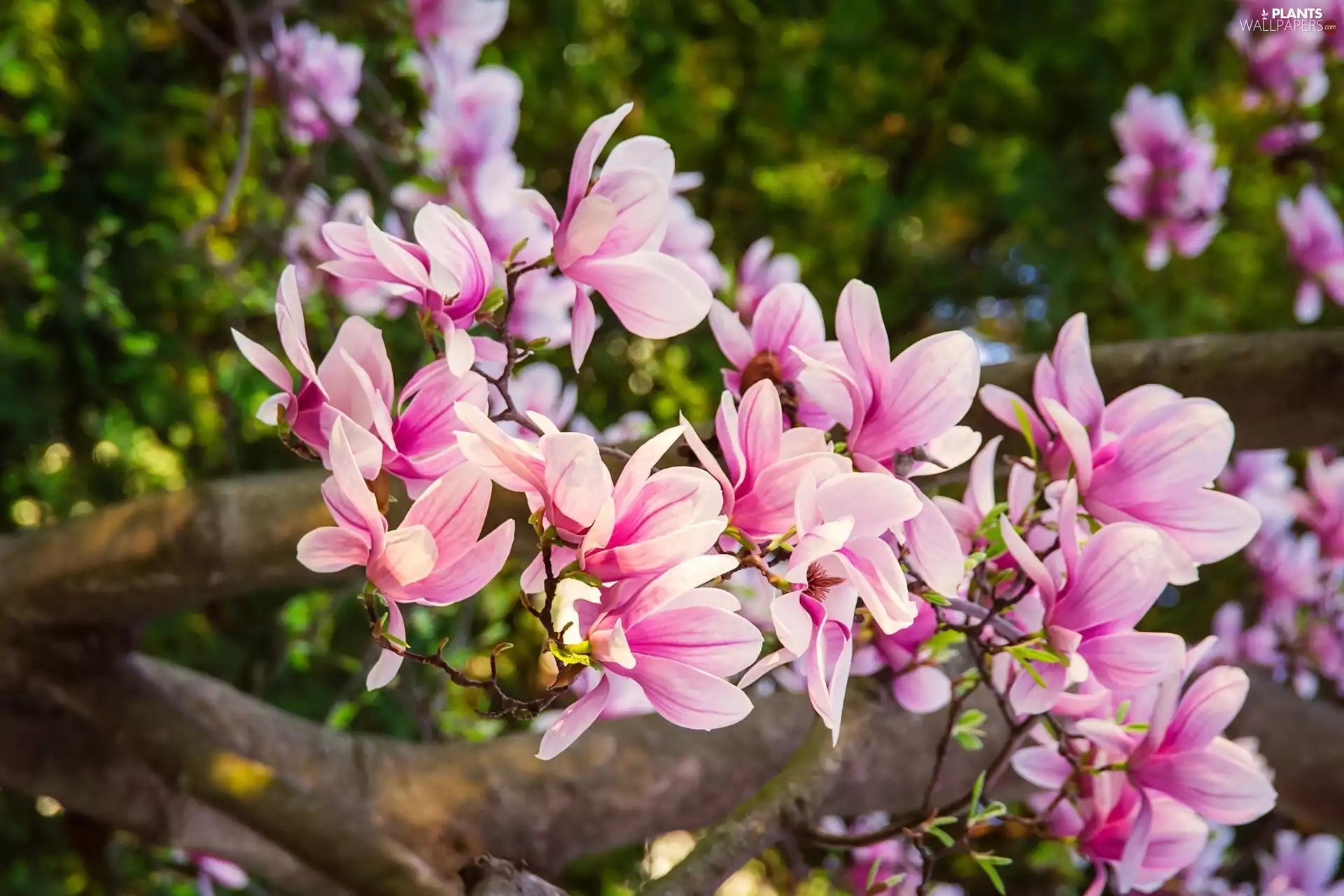 Bush, Magnolia, Flowers, Pink