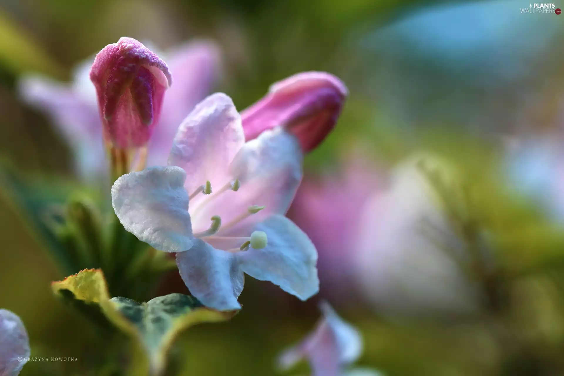 Bush, Flowers, Weigela, Pink
