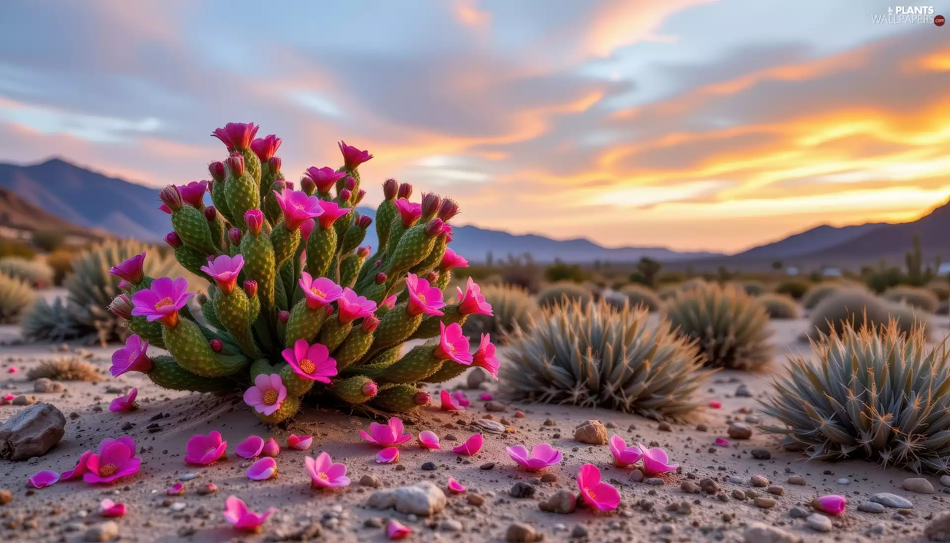 Cactus, Flowers, flakes, Pink