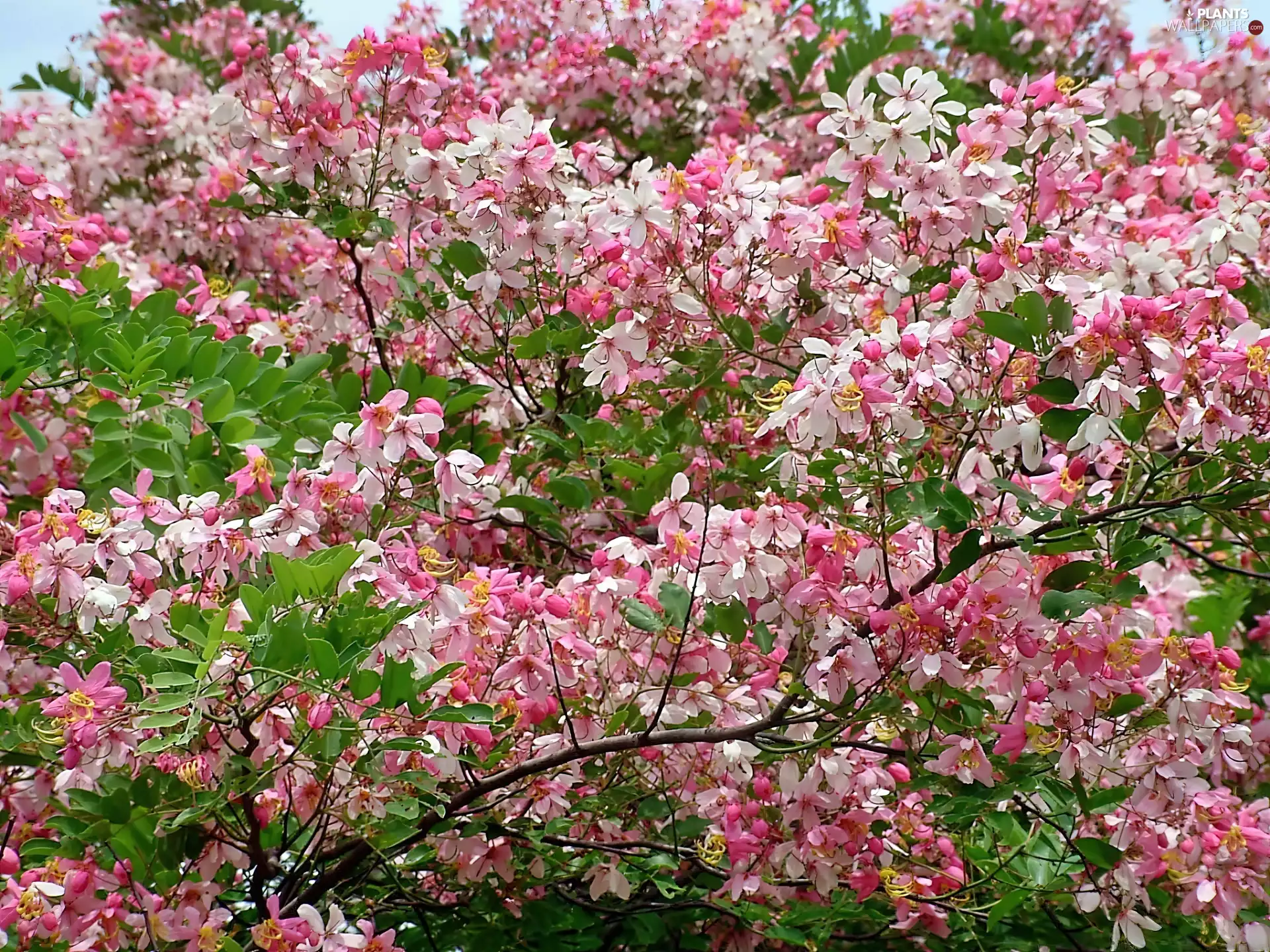 Javanica, Pink, Cassia, change, Spring