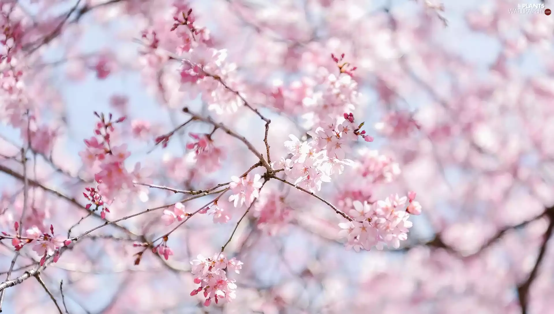 Twigs, Fruit Tree, Pink, Flowers, cherry