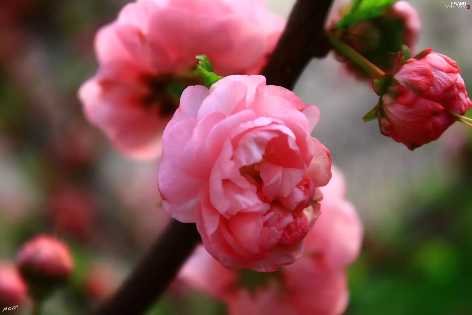 Colourfull Flowers, Almond, Pink