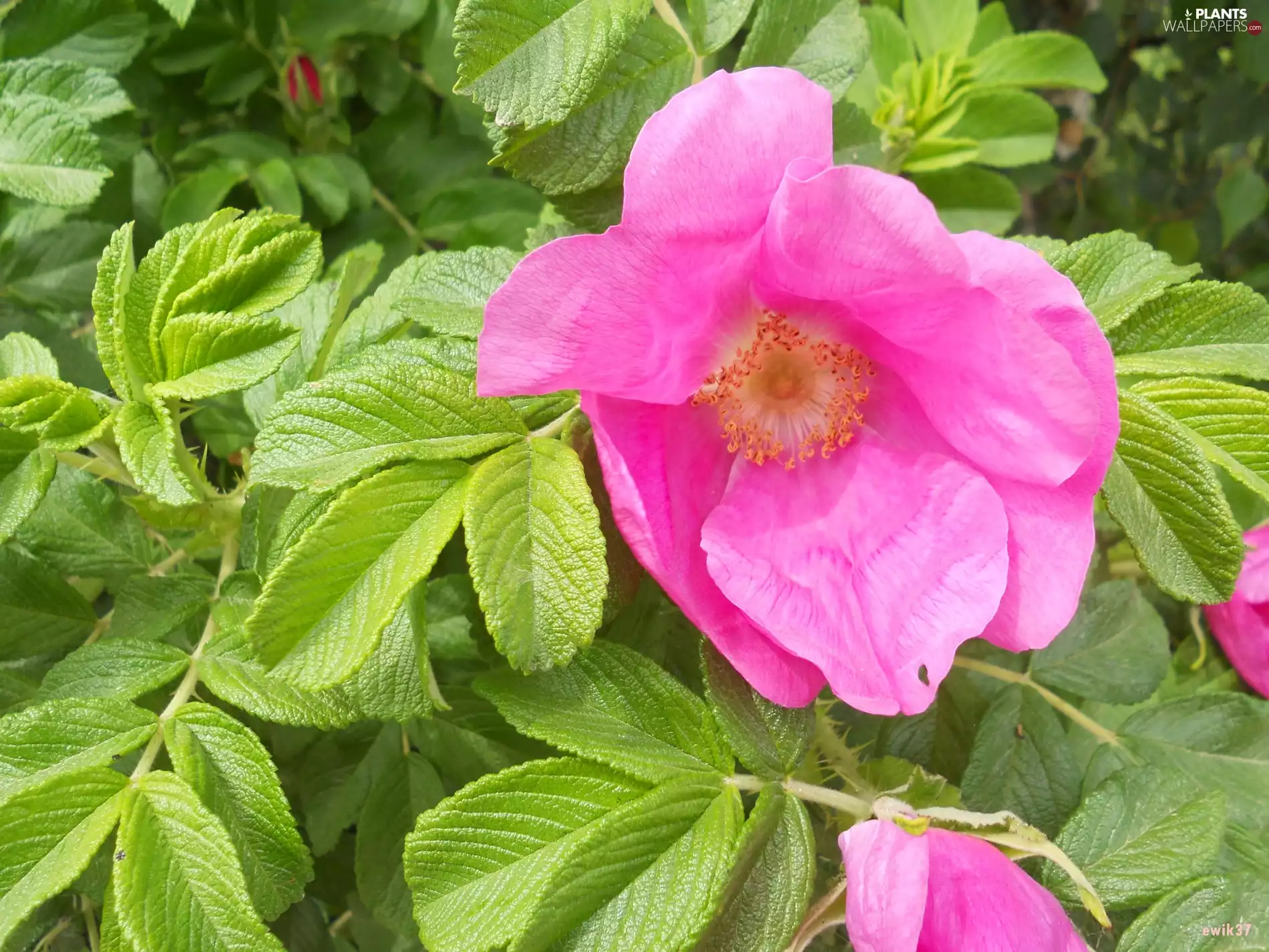 Wild, Pink, Colourfull Flowers, rose