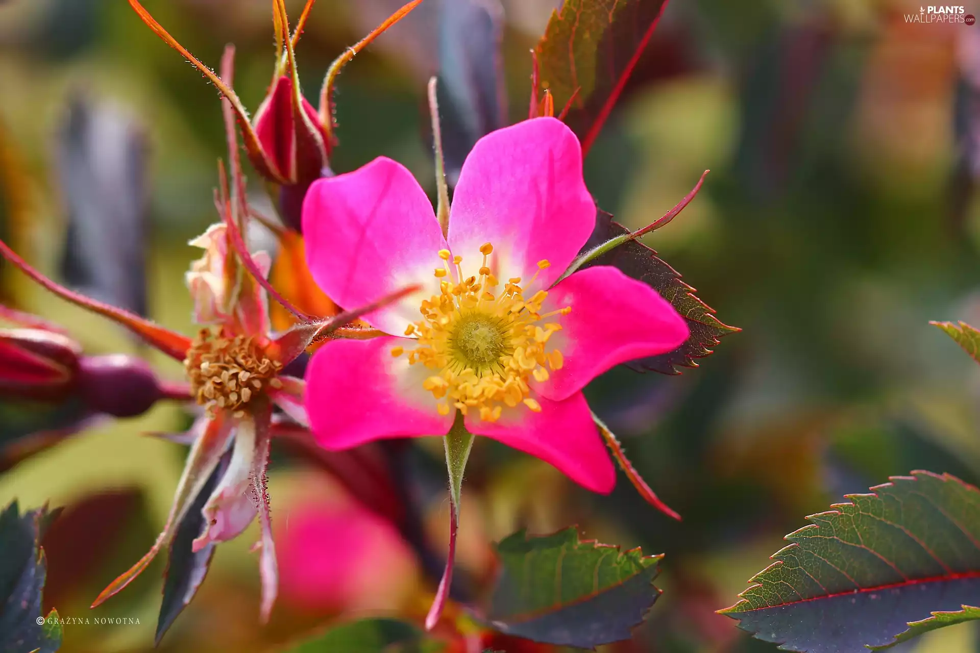 Wild, Pink, Colourfull Flowers, rose