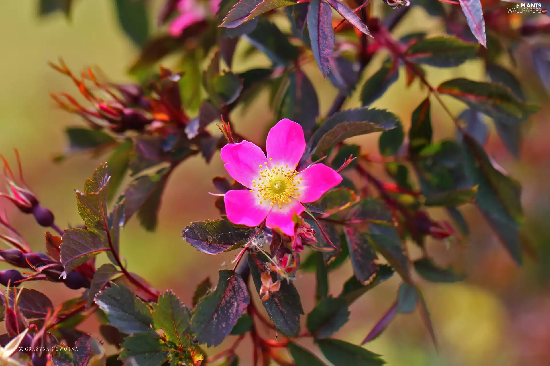 Wild, Pink, Colourfull Flowers, rose