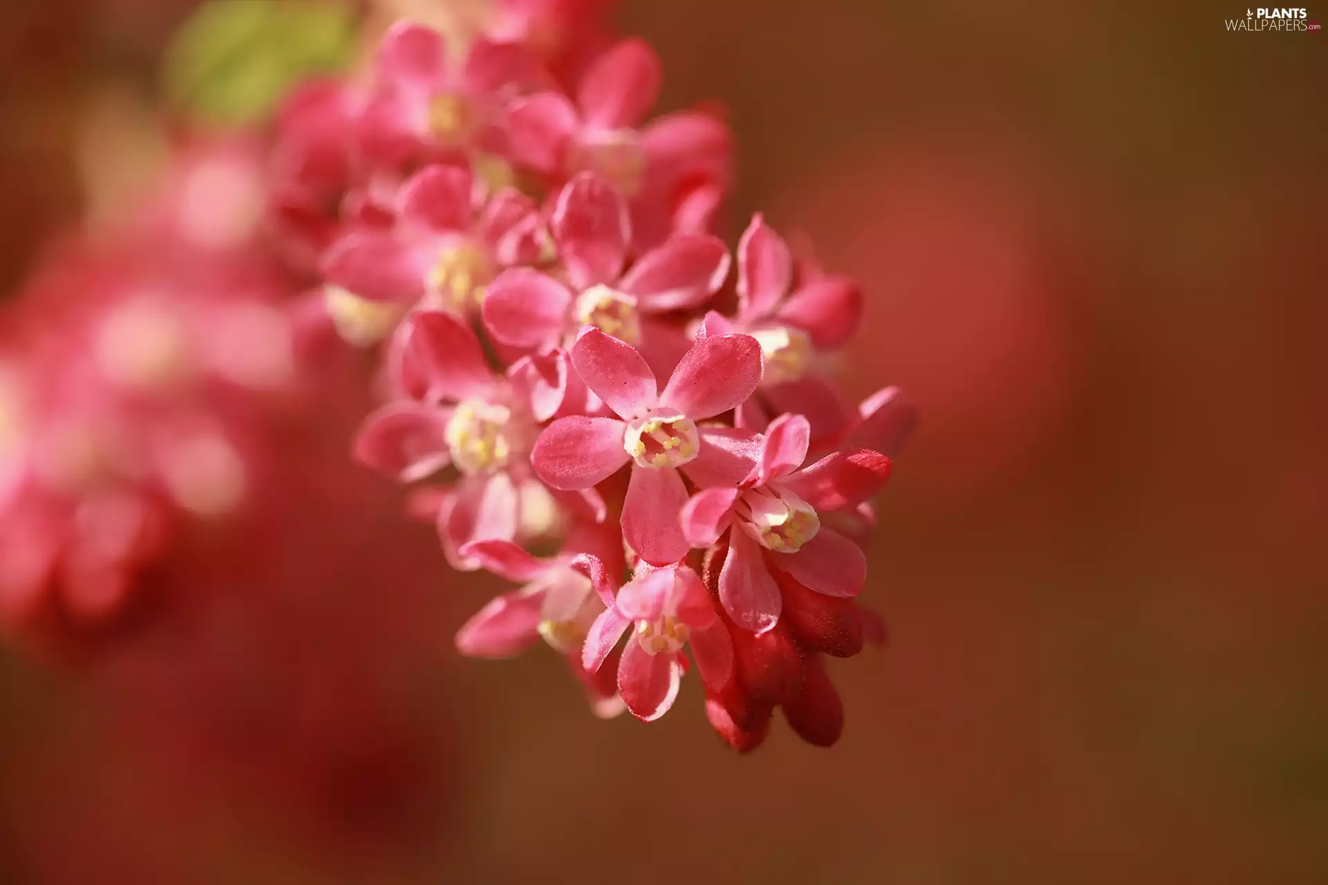 Flowers, rapprochement, Bush, Pink, Bloody Currant