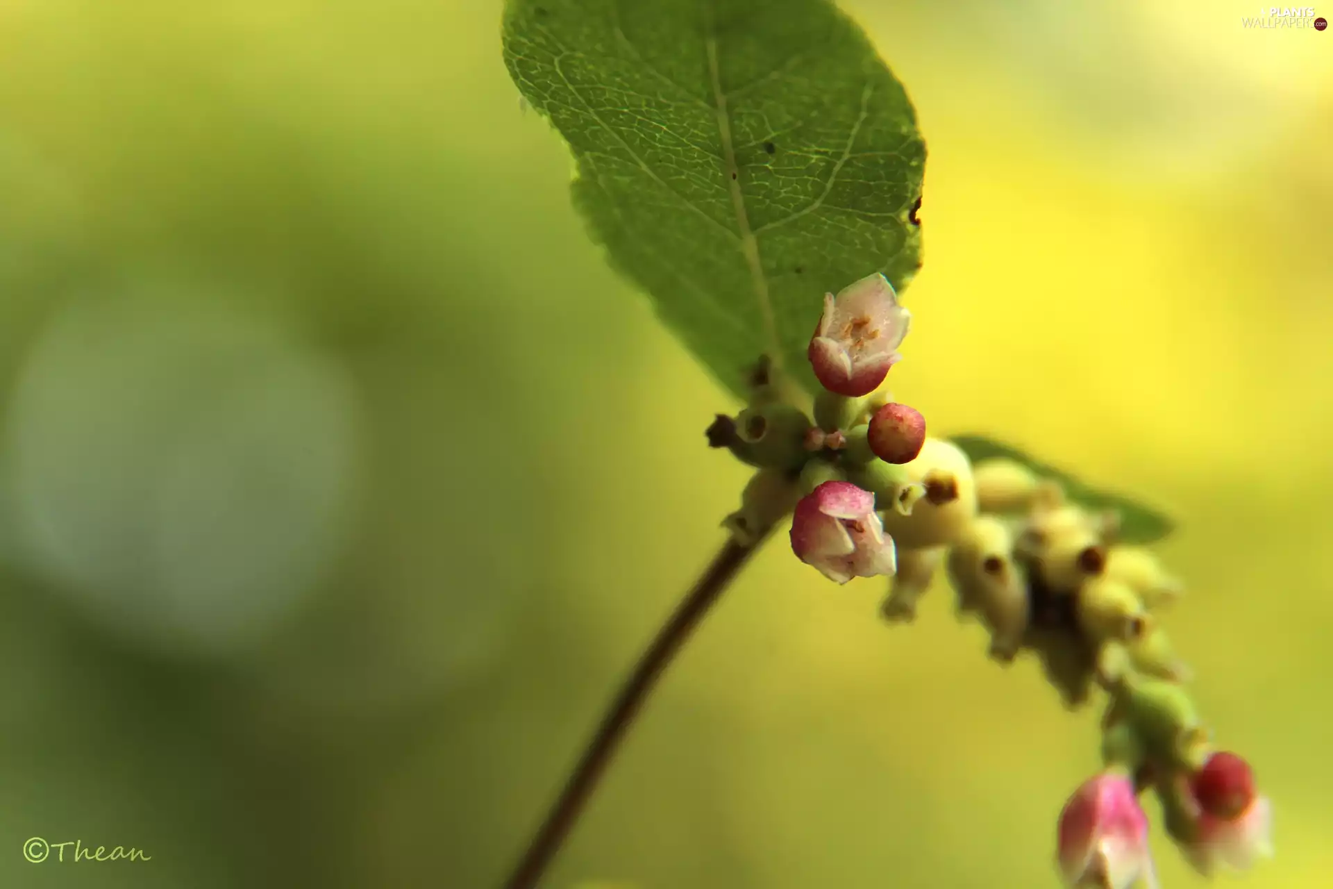 Flowers, Snow berry, Pink
