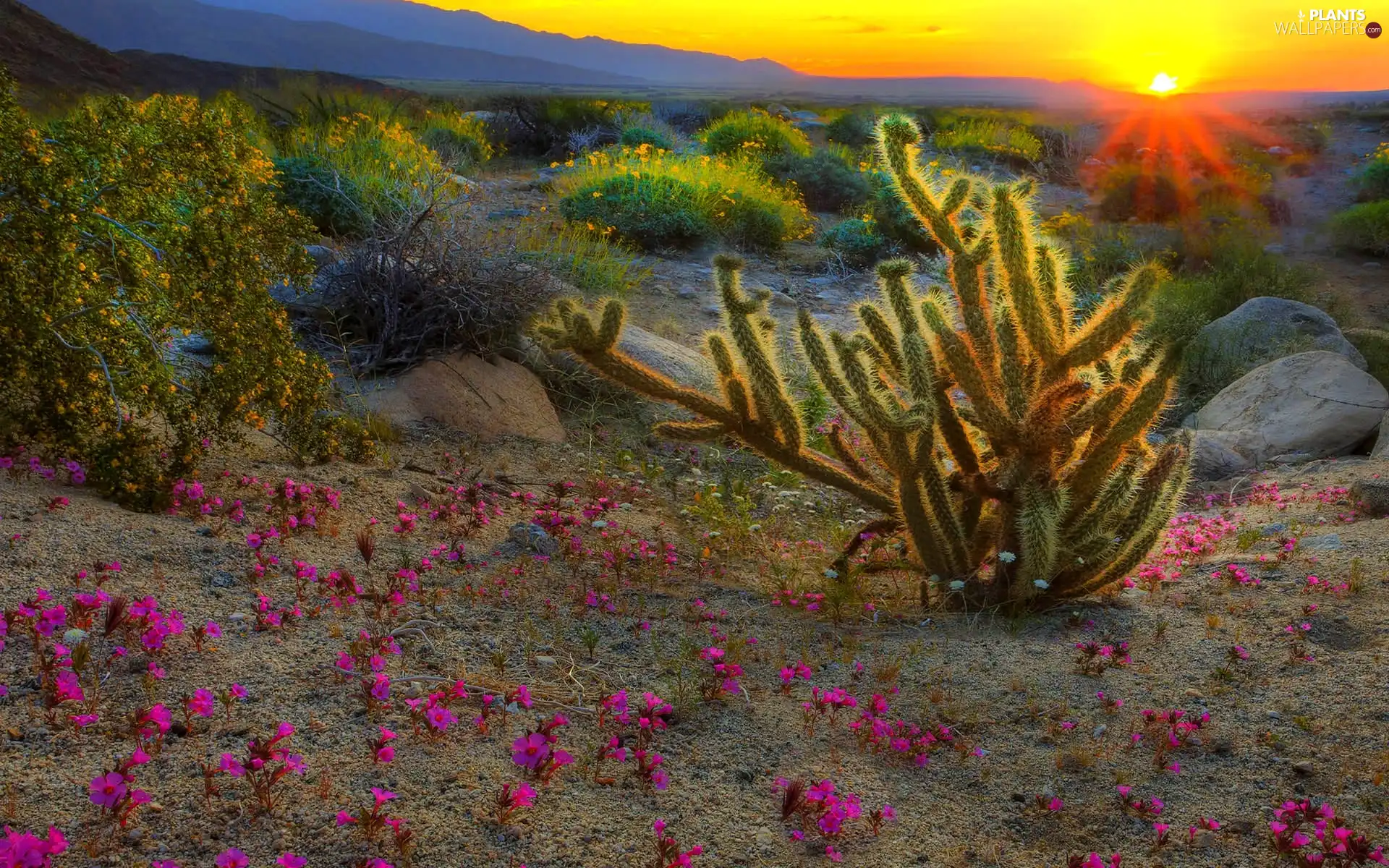 Pink, Flowers, west, sun, Cactus