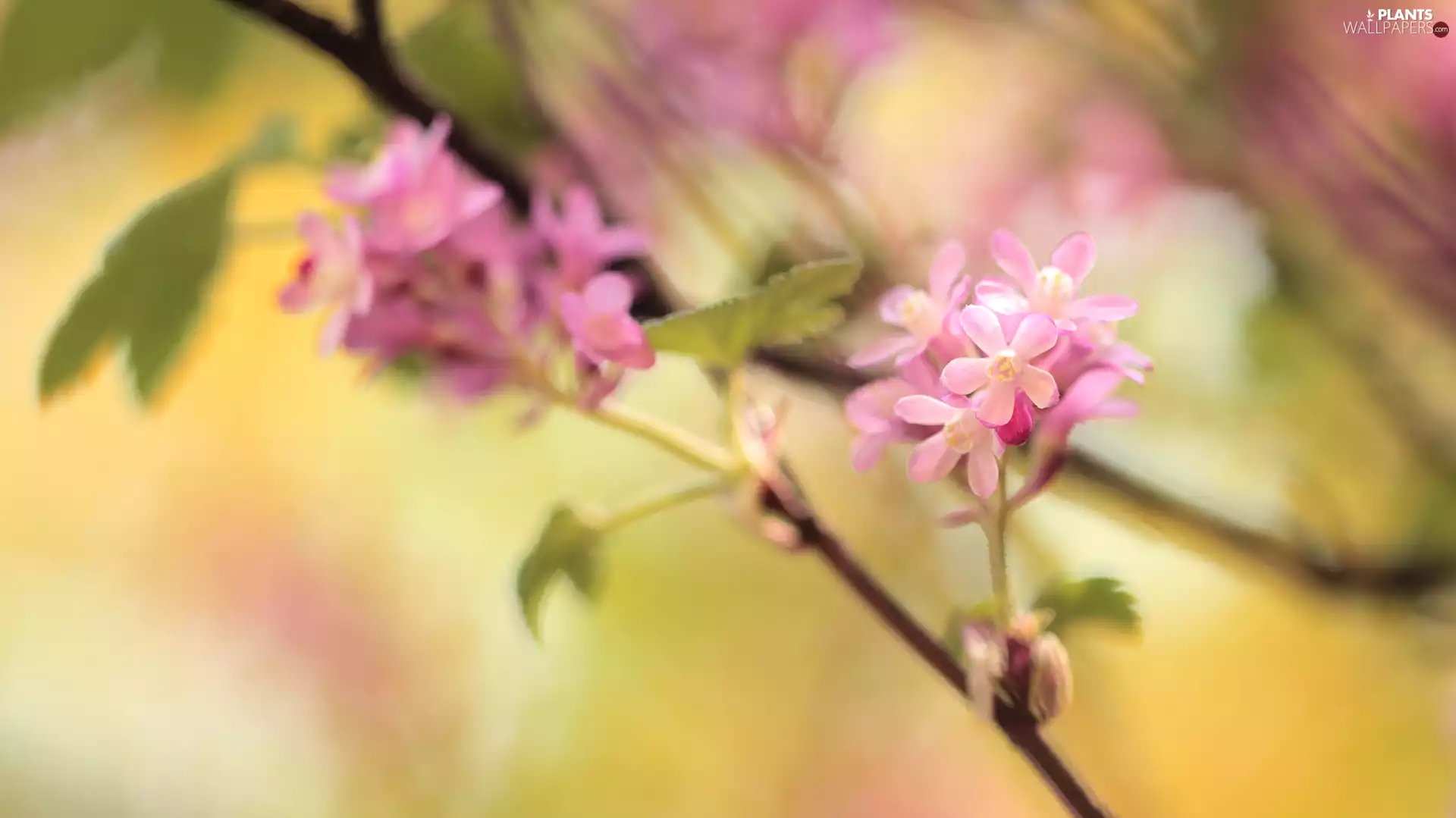 Flowers, Bloody Currant, Pink