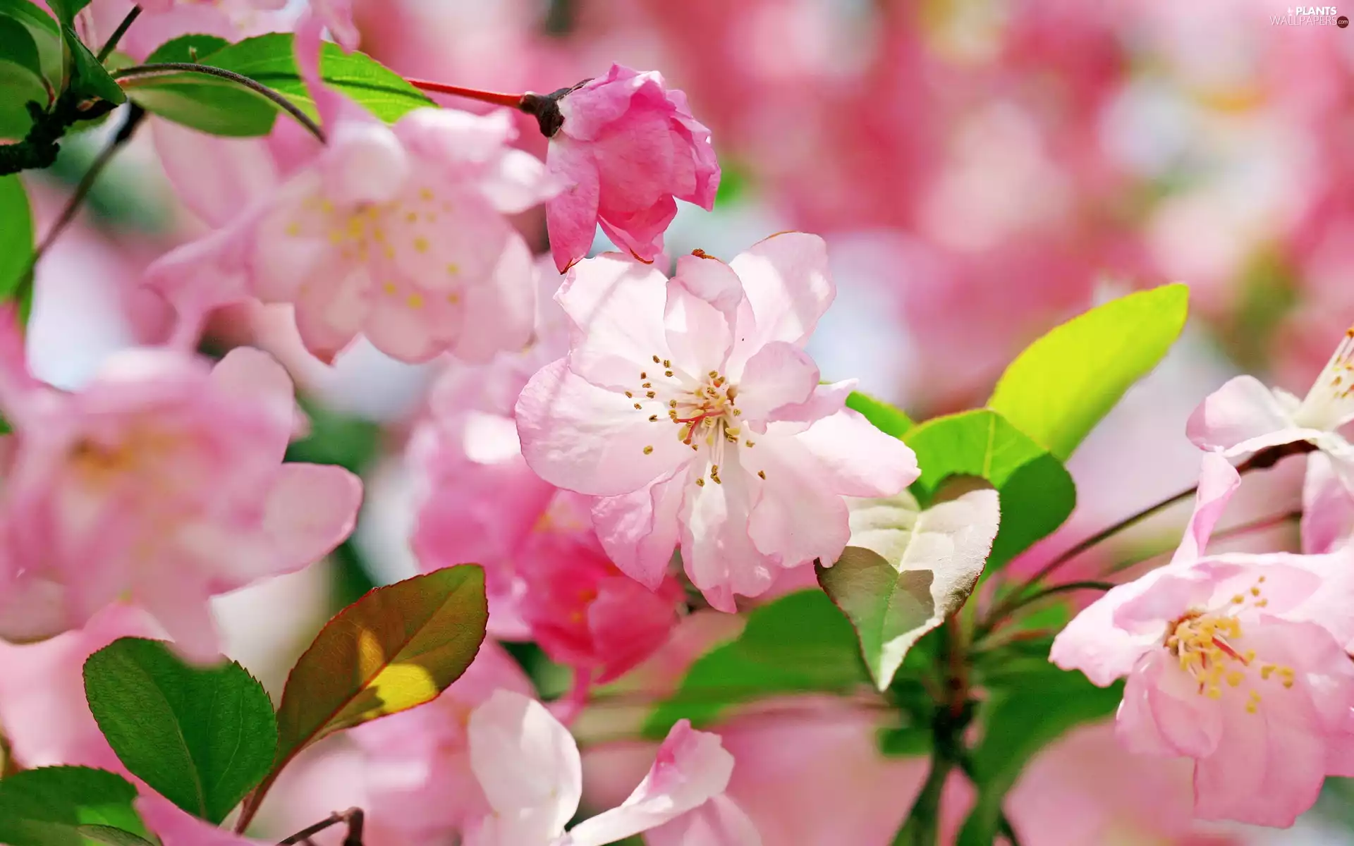 Flowers, trees, Fruity Pink