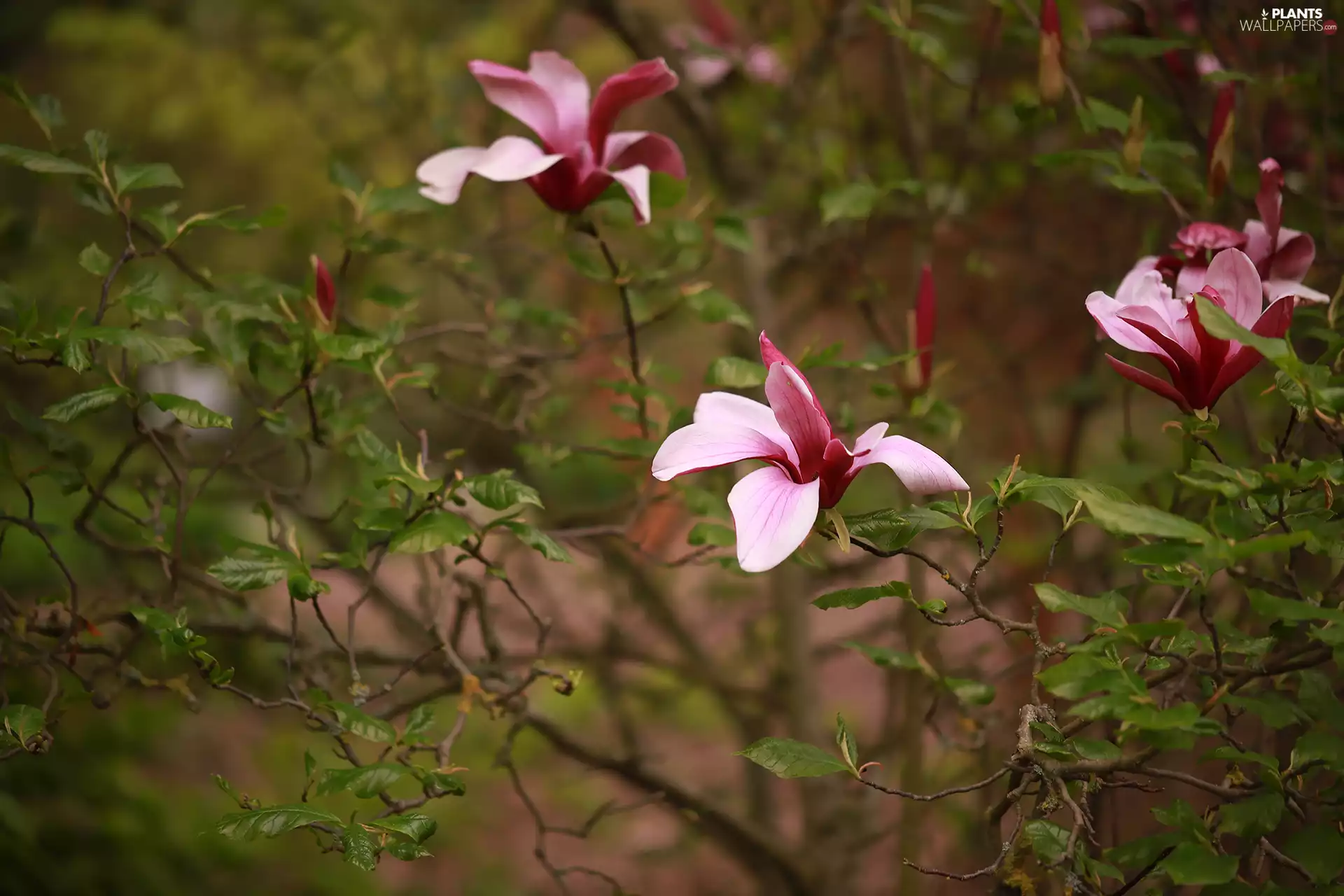Flowers, Magnolia liliiflora, Pink