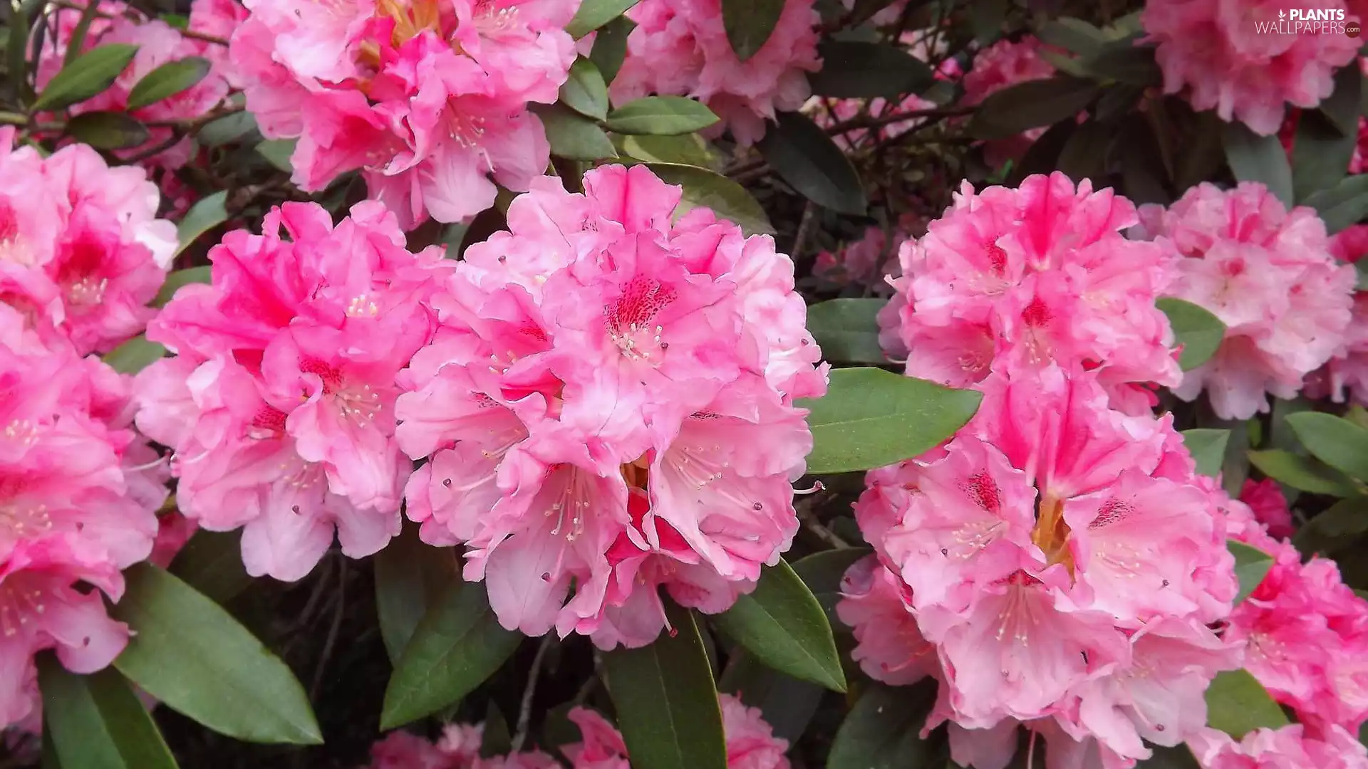Flowers, Rhododendrons, Rhododendron, Pink