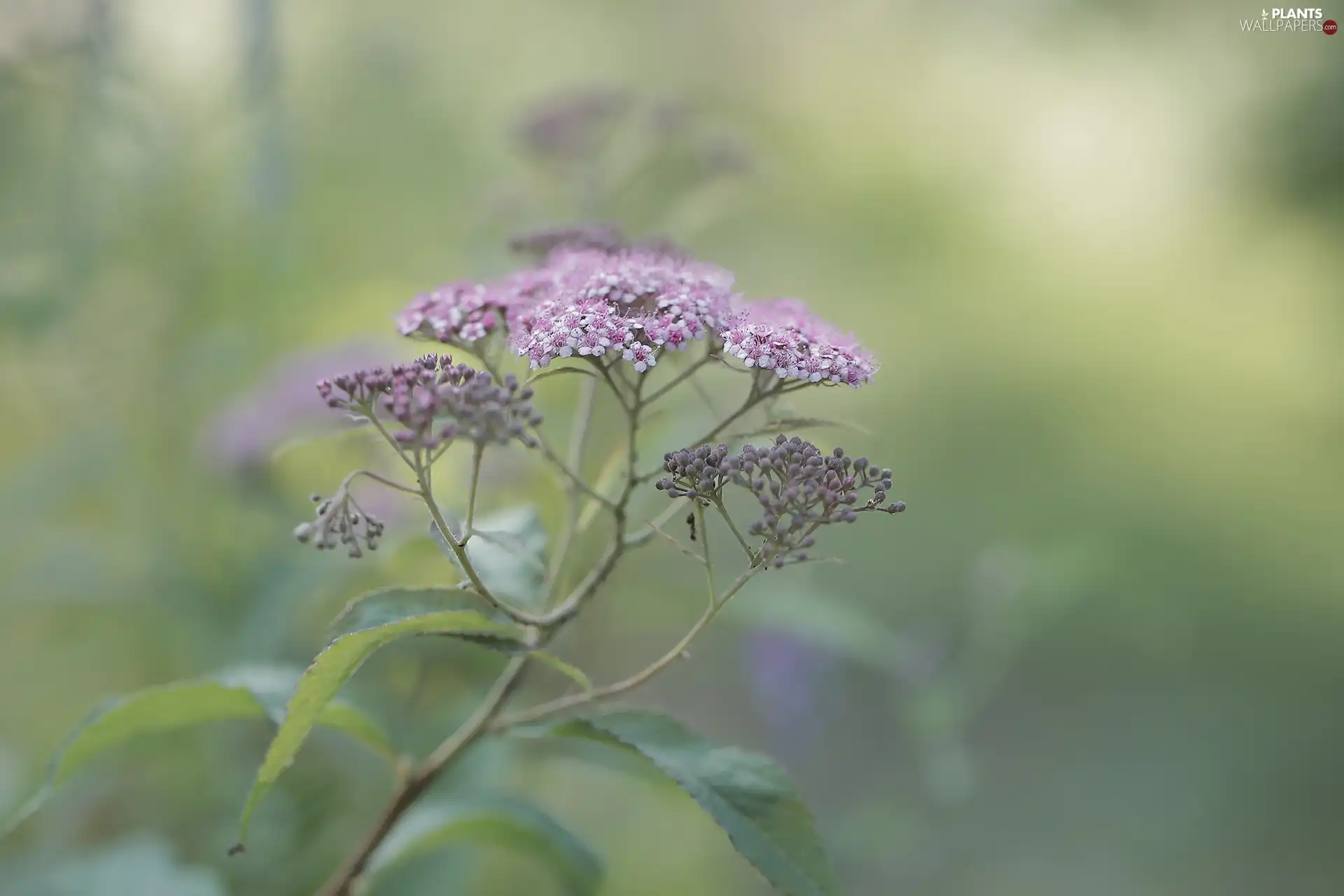 Flowers, Japanese Spirea, Pink