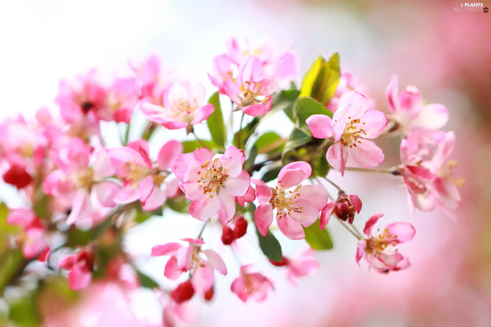 twig, Pink, Flowers, apple-tree