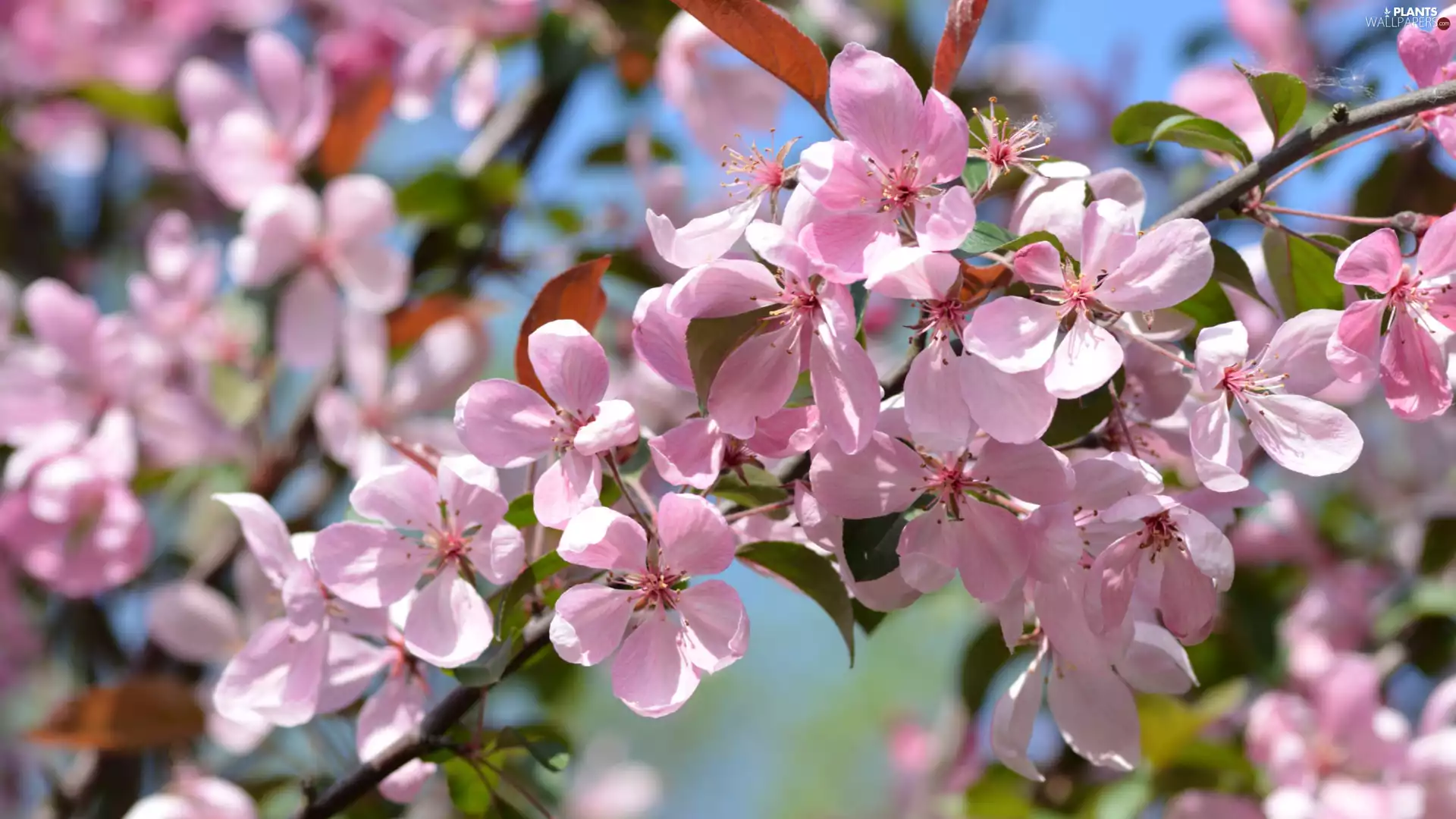 Flowers, Fruit Tree, Pink