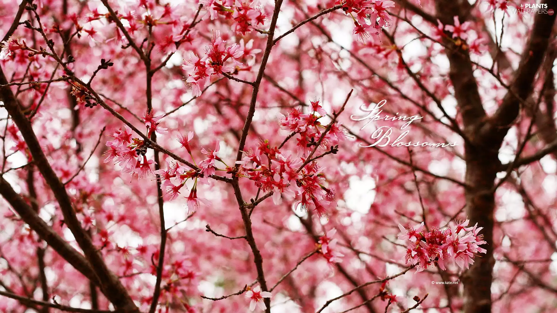 Pink, trees, Flowers