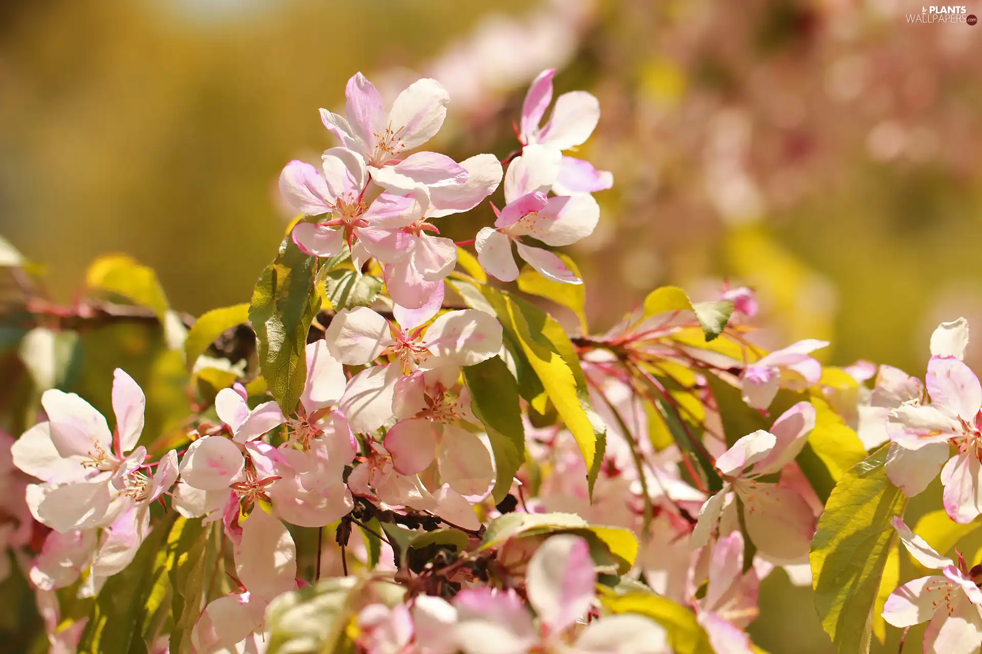 Pink, Flowers, trees, fruit, twig